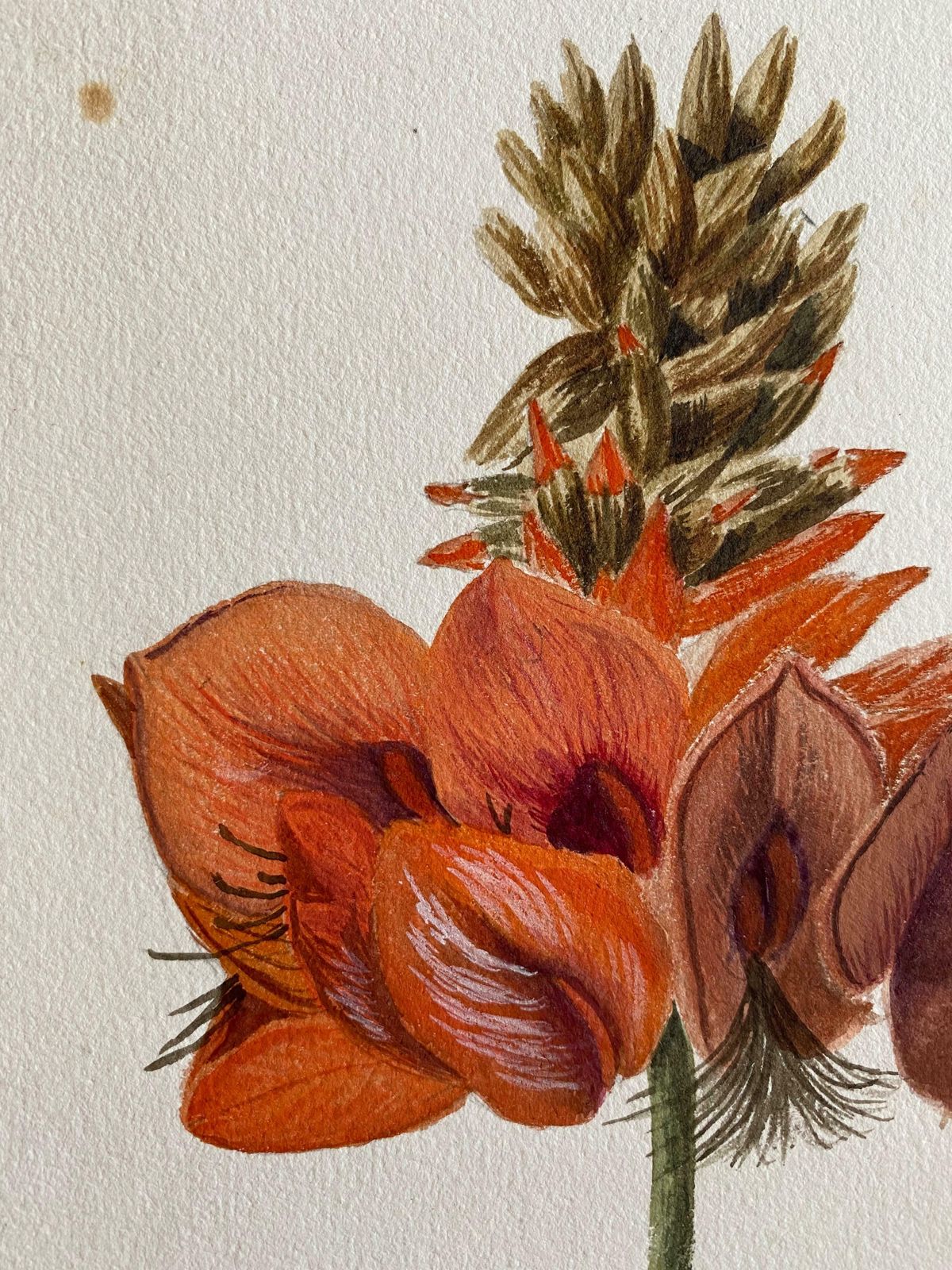 Caroline Worsleyfine Antique British Botannical Watercolour Painting, Circa 1900'sc.1900's photo for sale