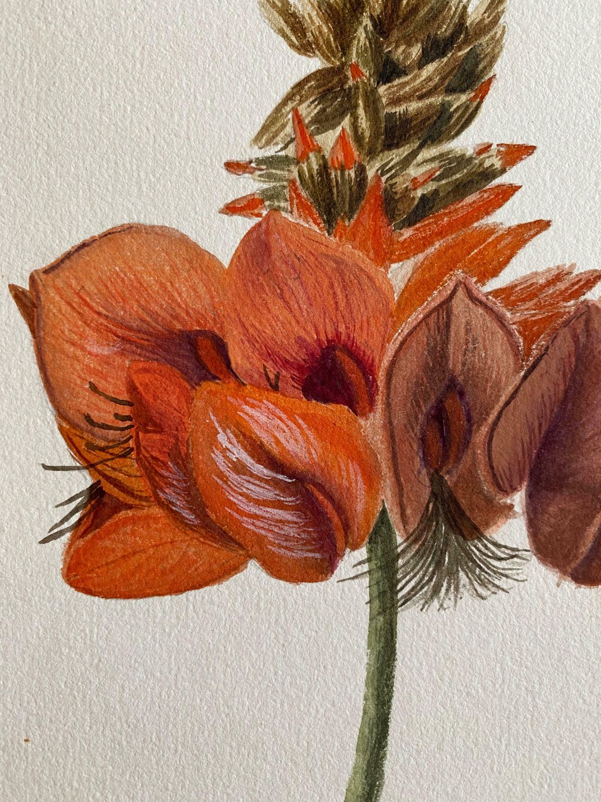 Caroline Worsleyfine Antique British Botannical Watercolour Painting, Circa 1900'sc.1900's photo Art