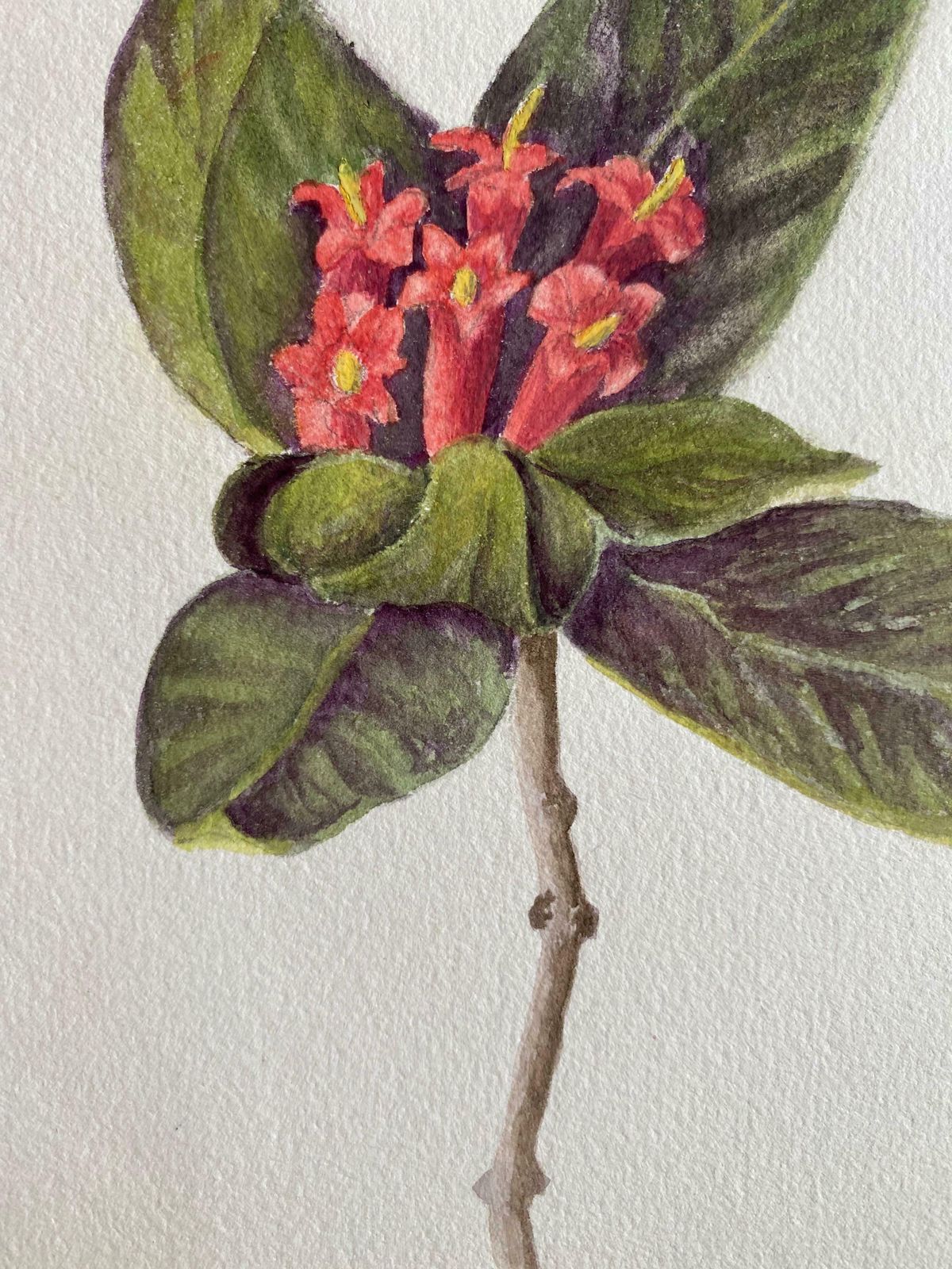 Caroline Worsleyfine Antique British Botannical Watercolour Painting, Circa 1900's C.1900's photo Art