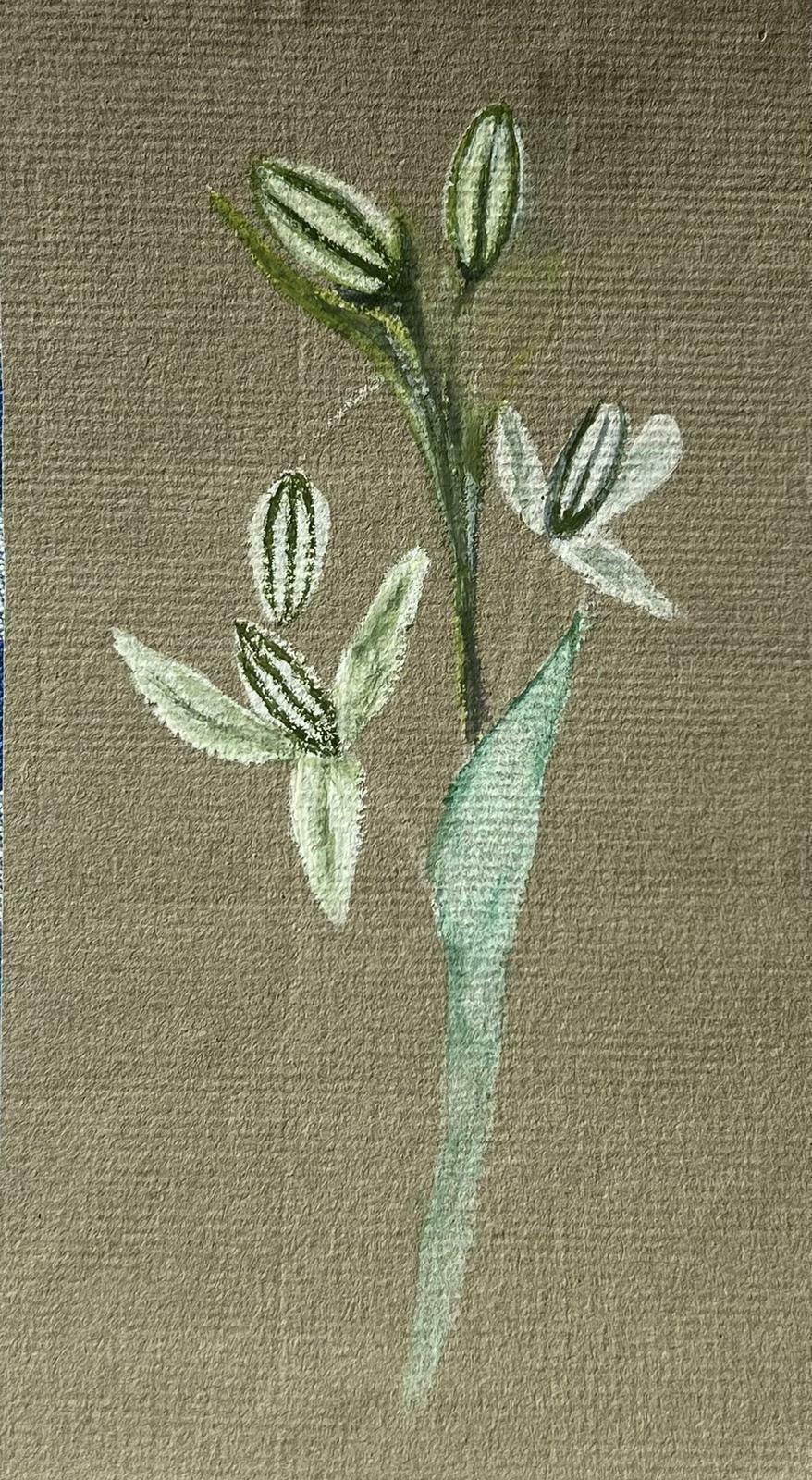 Caroline Worsleyfine Antique British Botanical Painting White Flower Plantc.1900's photo furniture