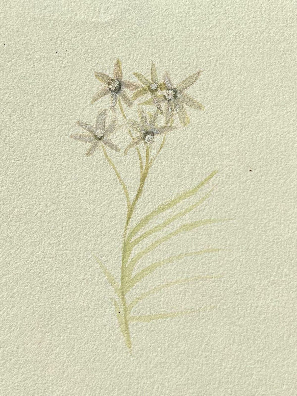 Caroline Worsleyfine Antique British Botanical Painting White Centaurium Flowerc.1900's photo furniture
