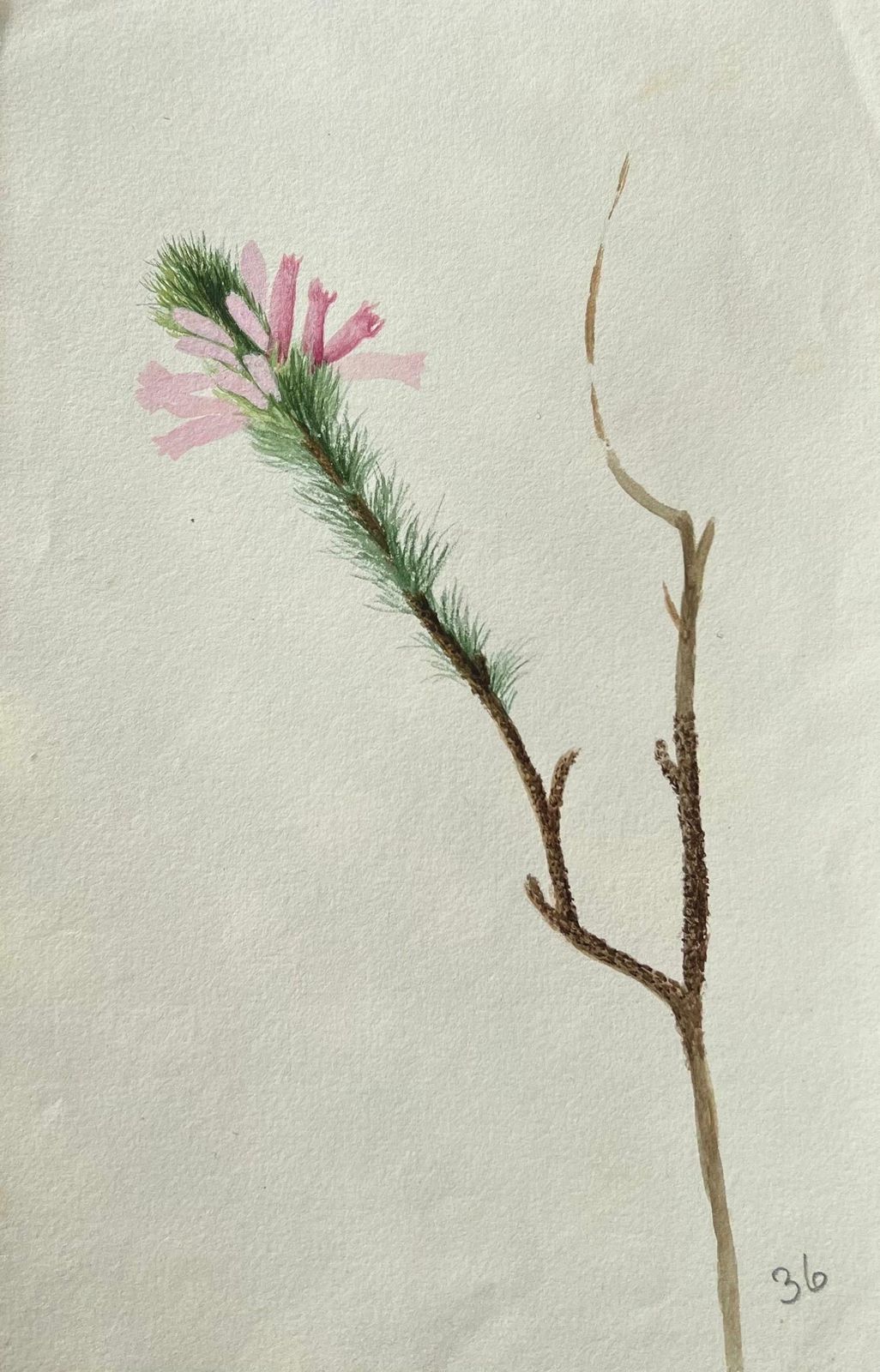 Caroline Worsleyfine Antique British Botanical Painting Pink Bristle Flowerc.1900's
