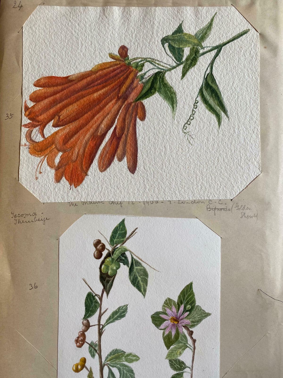 Caroline Worsleyset Of Two Fine Antique British Botannical Watercolour Paintings, Circa 1900's C.1900's photo furniture