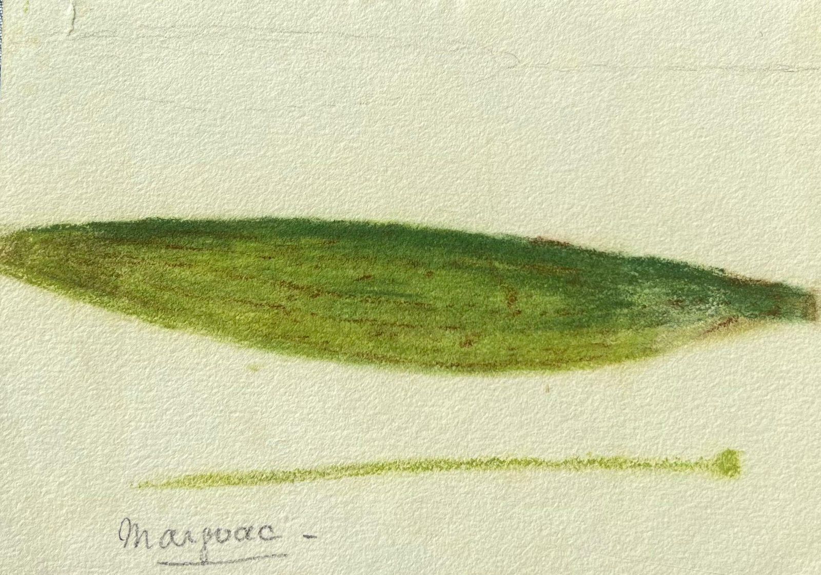 Caroline Worsleyfine Antique British Botanical Painting Green Long Plantc.1900's