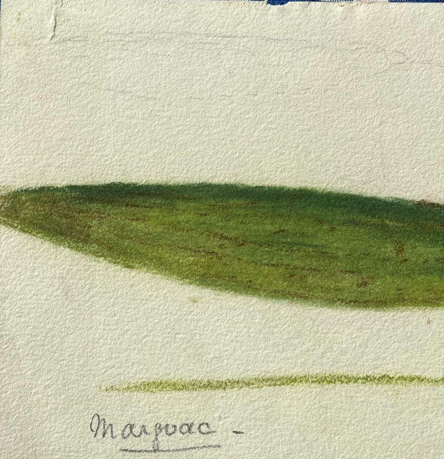 Caroline Worsleyfine Antique British Botanical Painting Green Long Plantc.1900's photo furniture