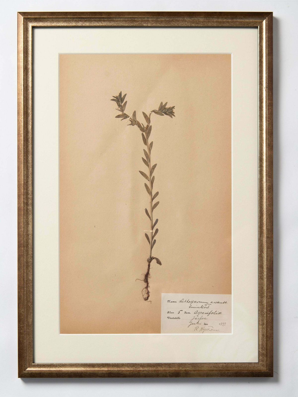 Framed 19th Century Swedish Herbarium photo furniture