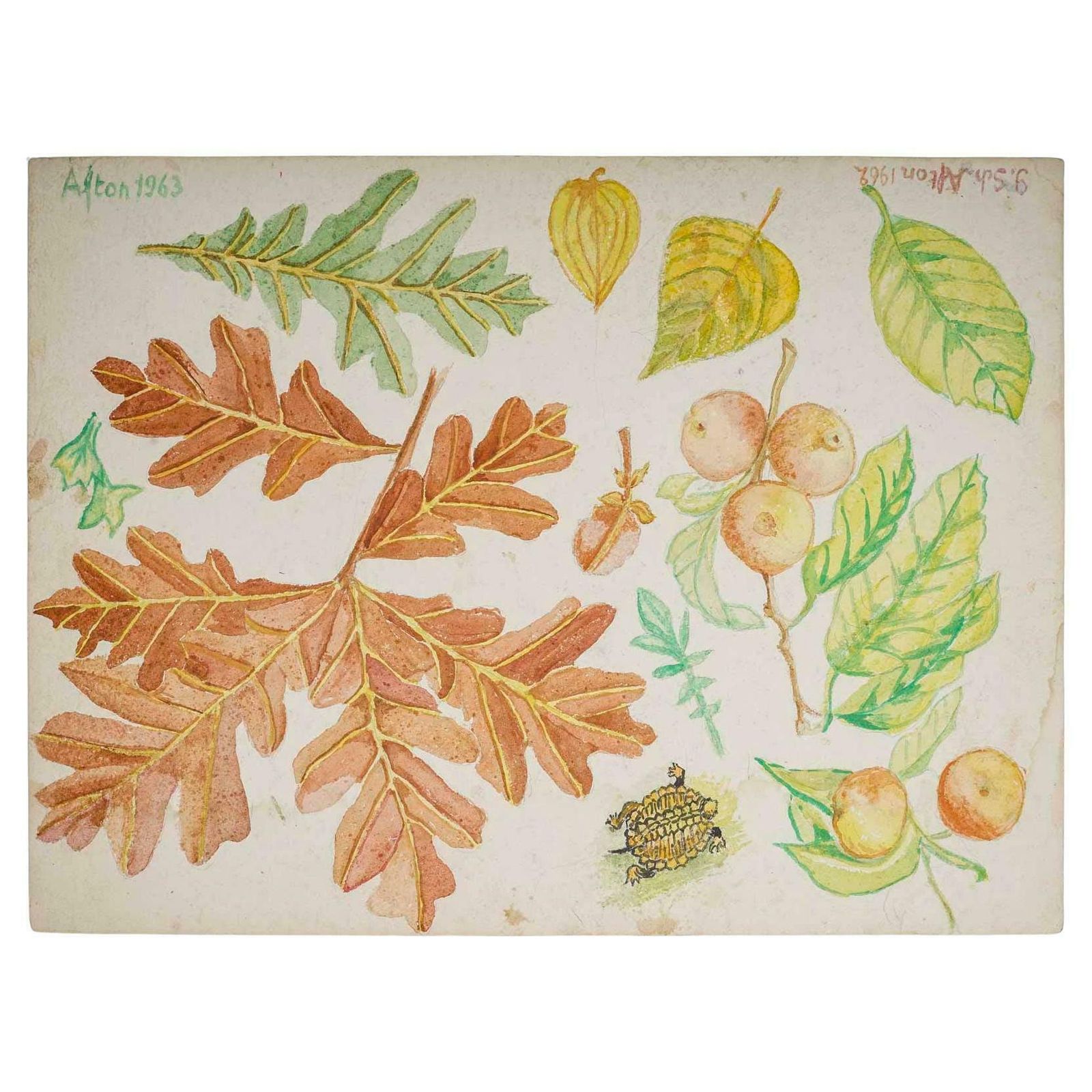 Double Sided Watercolour Of Plants, 20th Century, Afton, 1962.