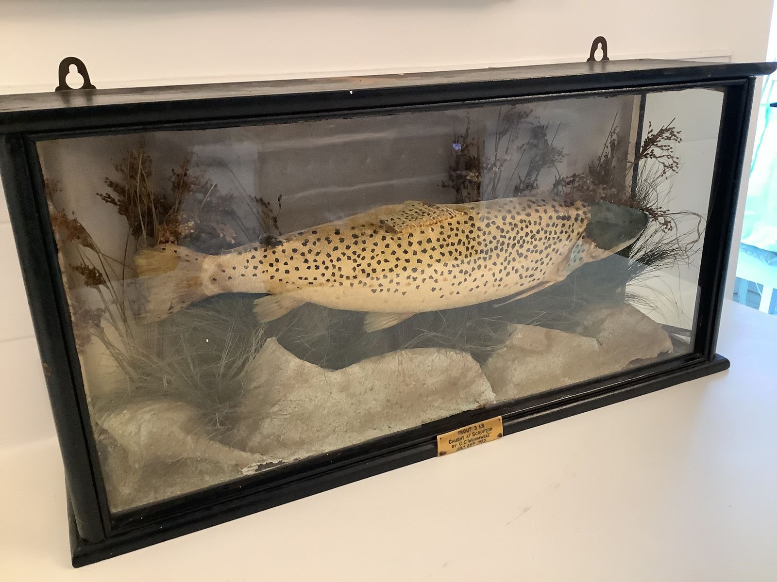 Antique Taxidermy Brown Trout Mounted In An Ebonised Case From  An Exclusive Country House Hotel . photo vintage