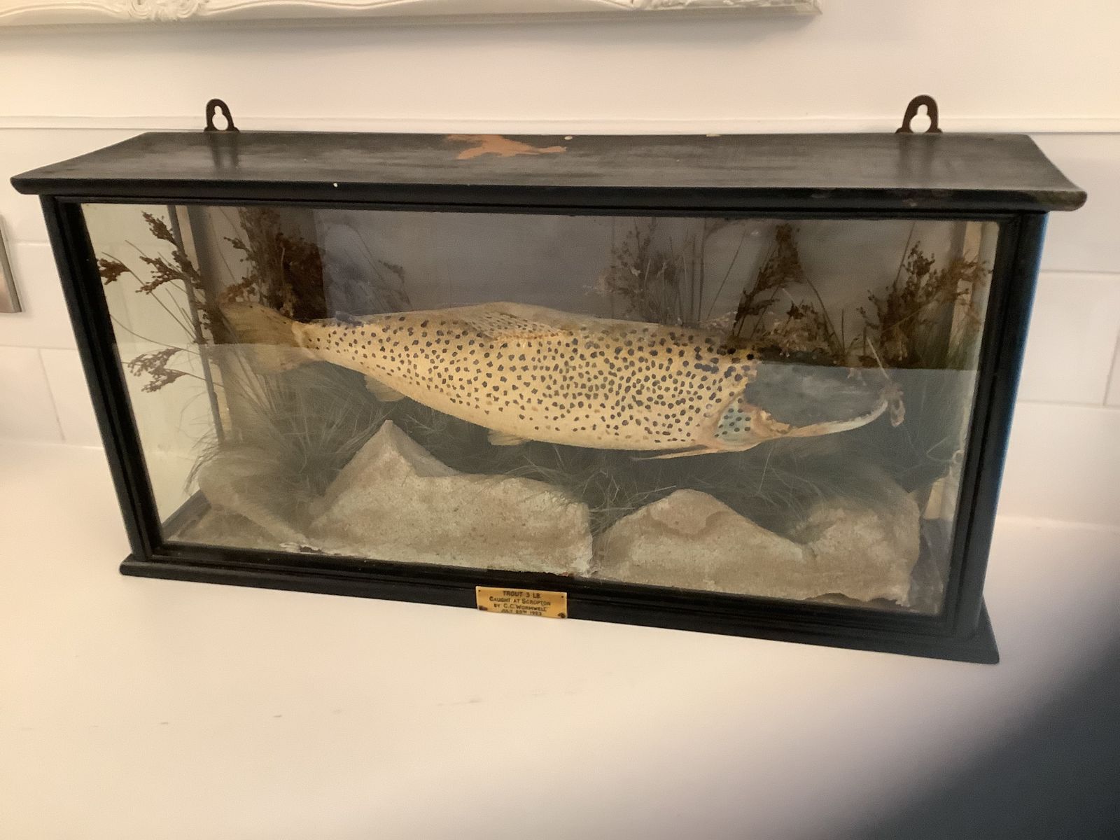 Antique Taxidermy Brown Trout Mounted In An Ebonised Case From  An Exclusive Country House Hotel . photo Home Decor