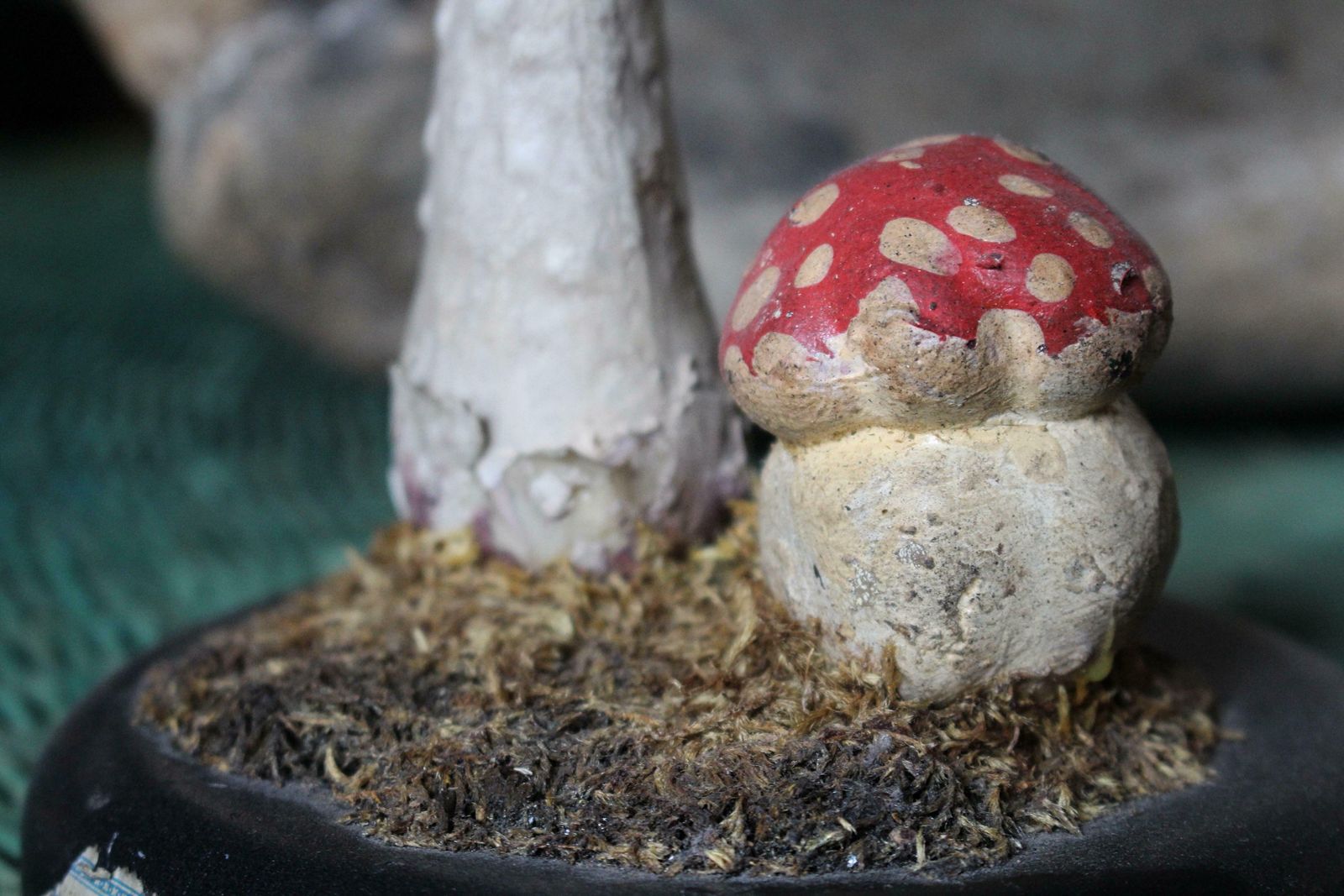 photo vinterior Early 20th Century Death Cap & Fly Agaric Model Fungi Natural History