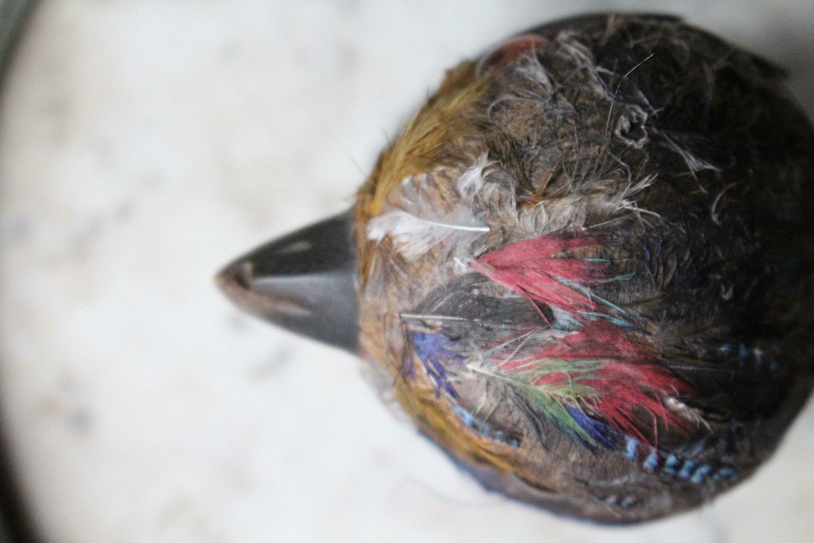 Early 20th Century Parrot Ink Well, Glass Eyes, Hand Dyed Feathers photo vintage