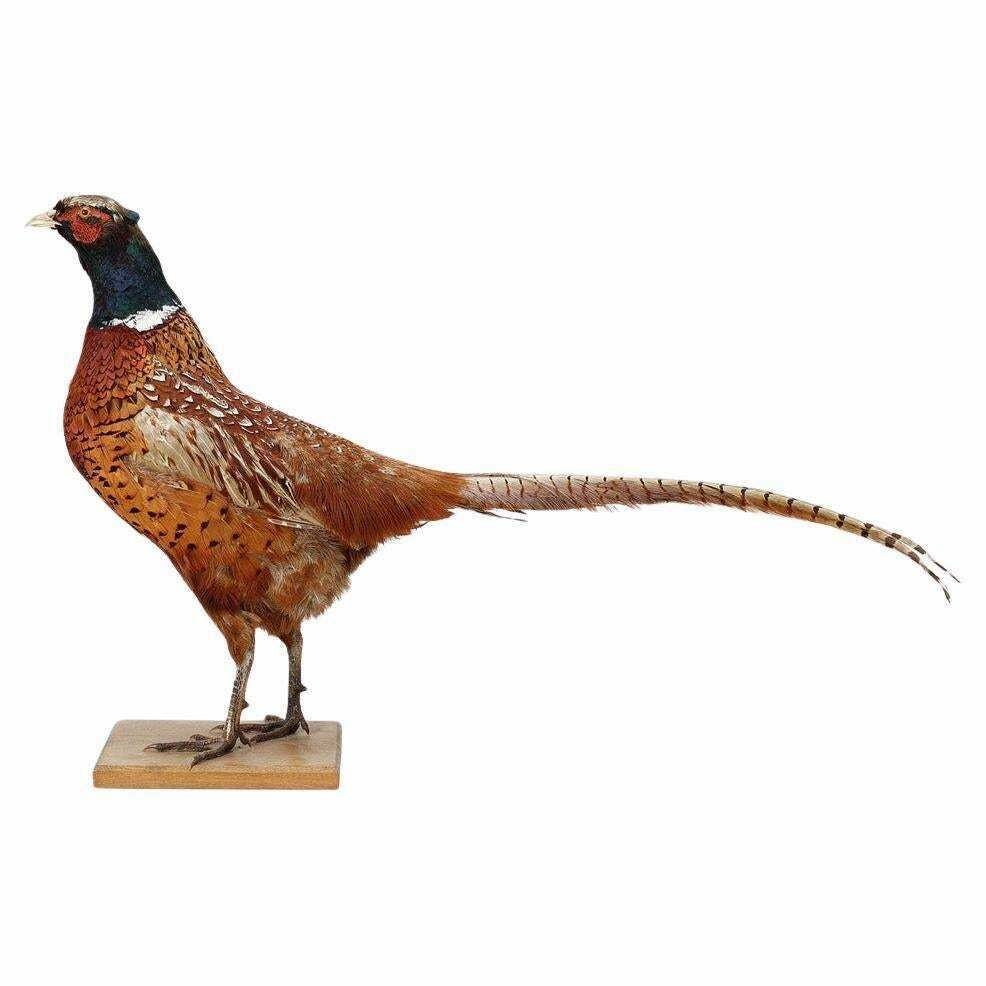 Antique Taxidermy Peasant Stand, Decoration Object Real Pheasant Mounts Home Decor