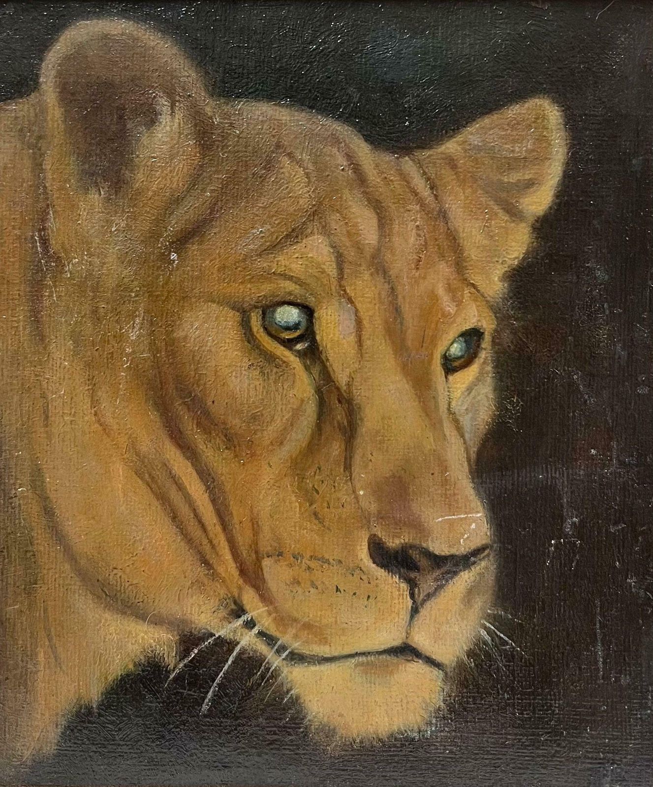 1930's English Artisthead Portrait Of A Lioness Fine British 1930's Oil Painting Gilt Framed1930's