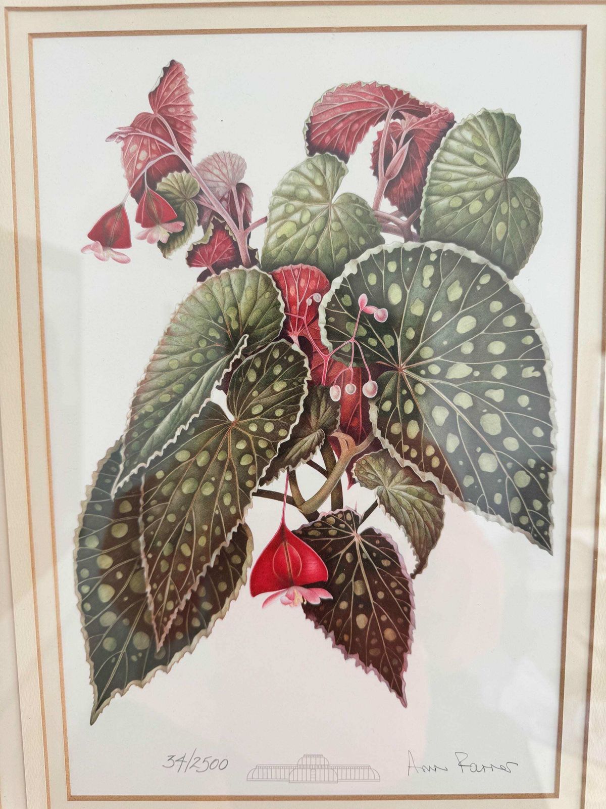 Limited Edition Print, Framed Botanical Print, Artist Signed Print photo furniture