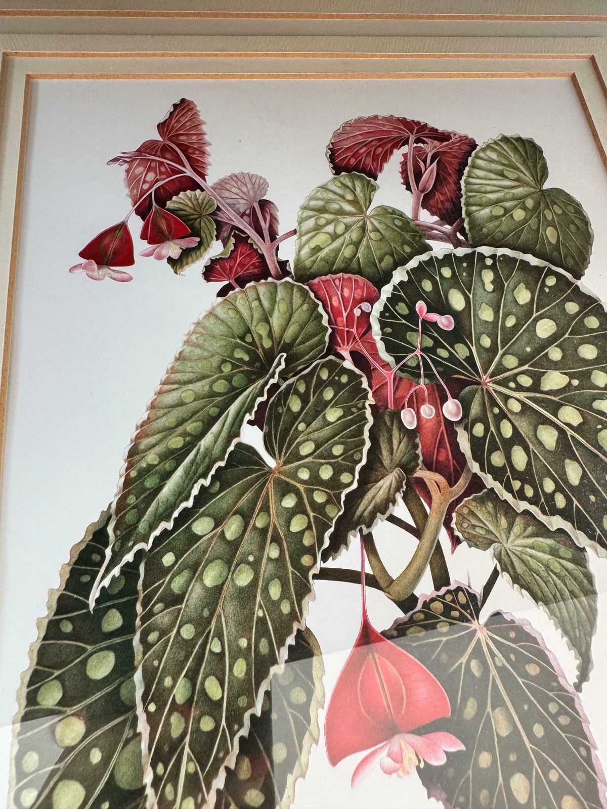 Limited Edition Print, Framed Botanical Print, Artist Signed Print photo vinterior