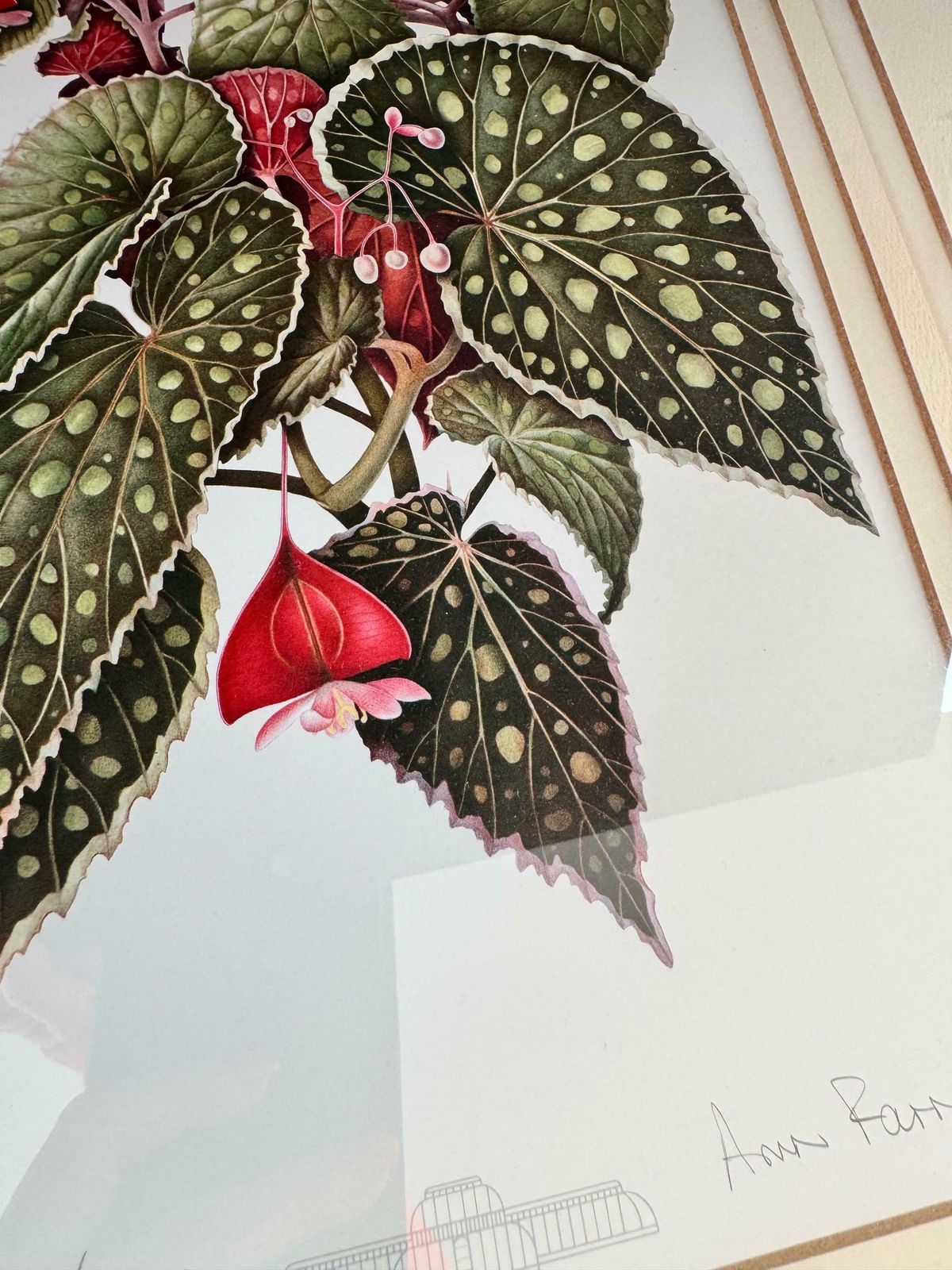 Limited Edition Print, Framed Botanical Print, Artist Signed Print photo buy