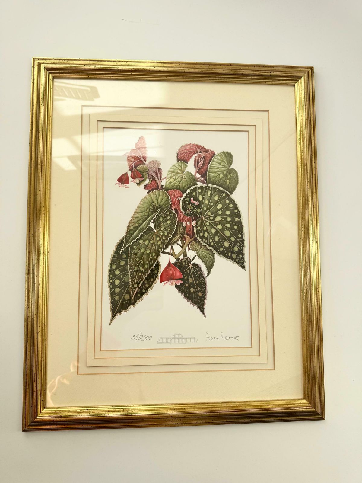 photo furniture Limited Edition Print, Framed Botanical Print, Artist Signed Print