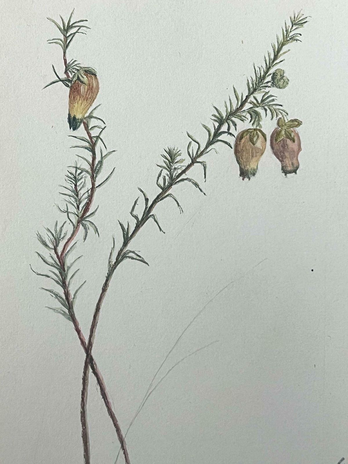 Caroline Worsleyfine Antique British Botanical Painting Yellow Aotus Ericoides Flower C.1900's photo furniture