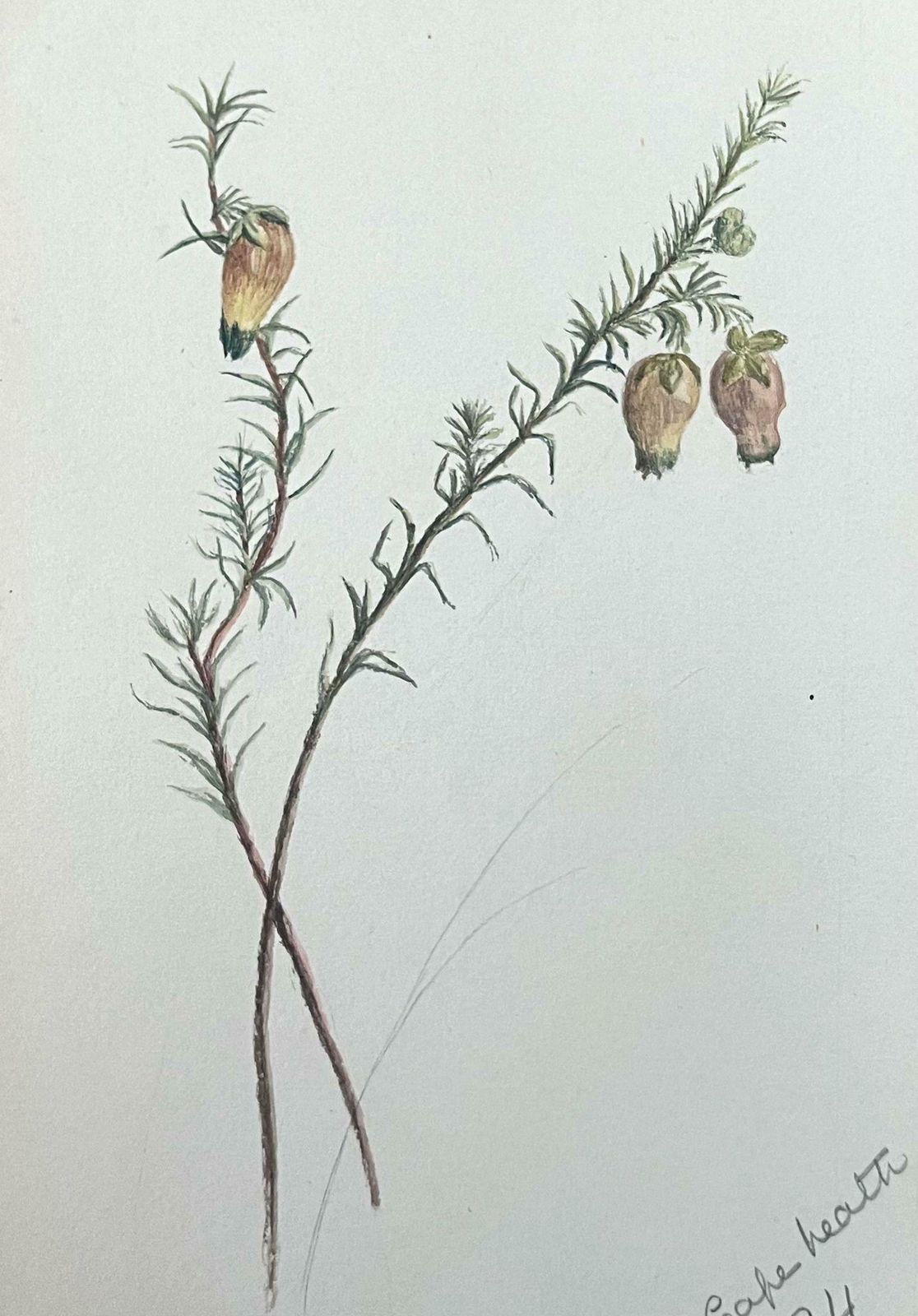 Caroline Worsleyfine Antique British Botanical Painting Yellow Aotus Ericoides Flower C.1900's photo for sale