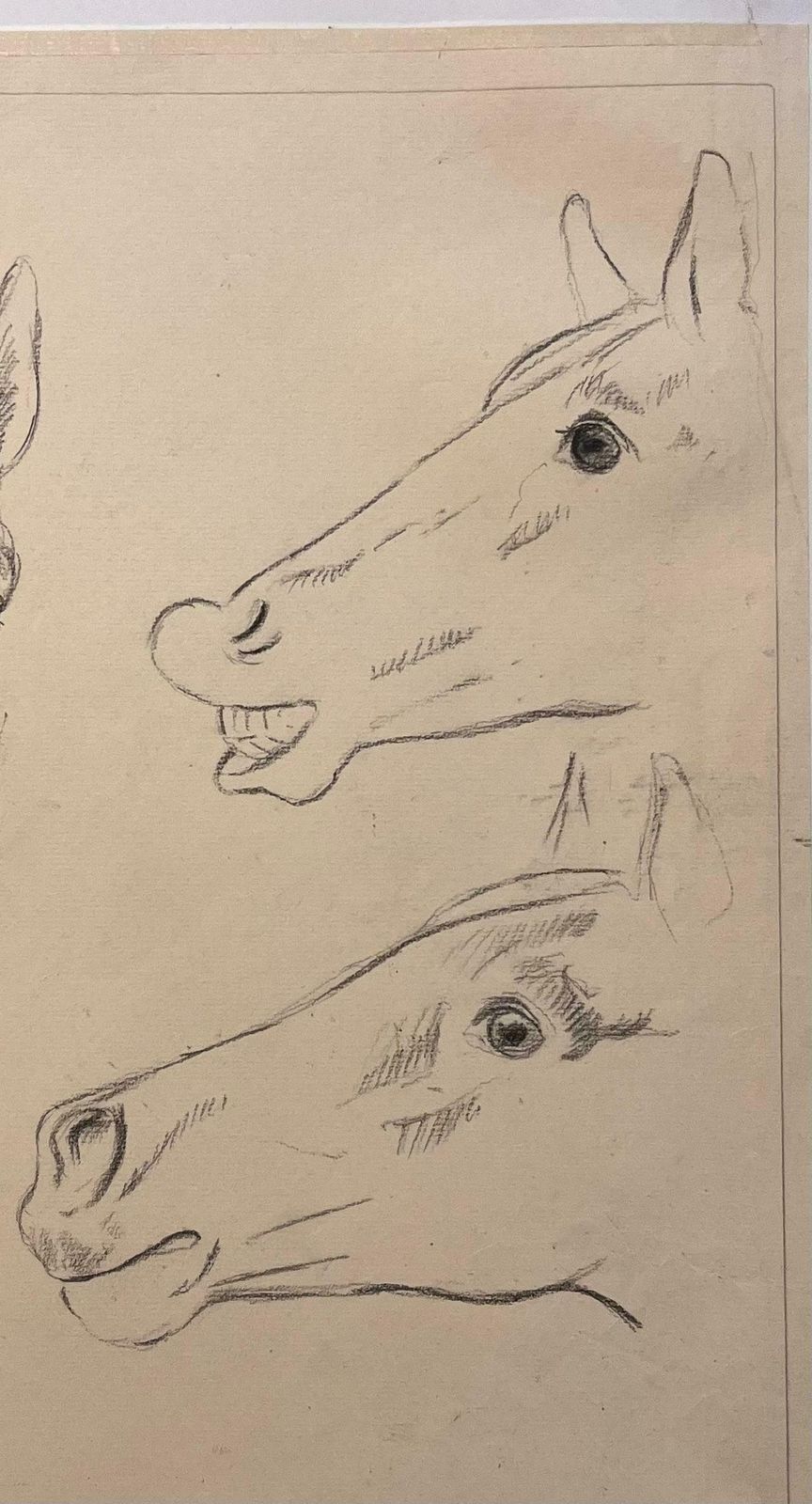 Robert Ladouoriginal French Anatomical Pencil Study Exploring Horse's Expressions20th Century photo Art