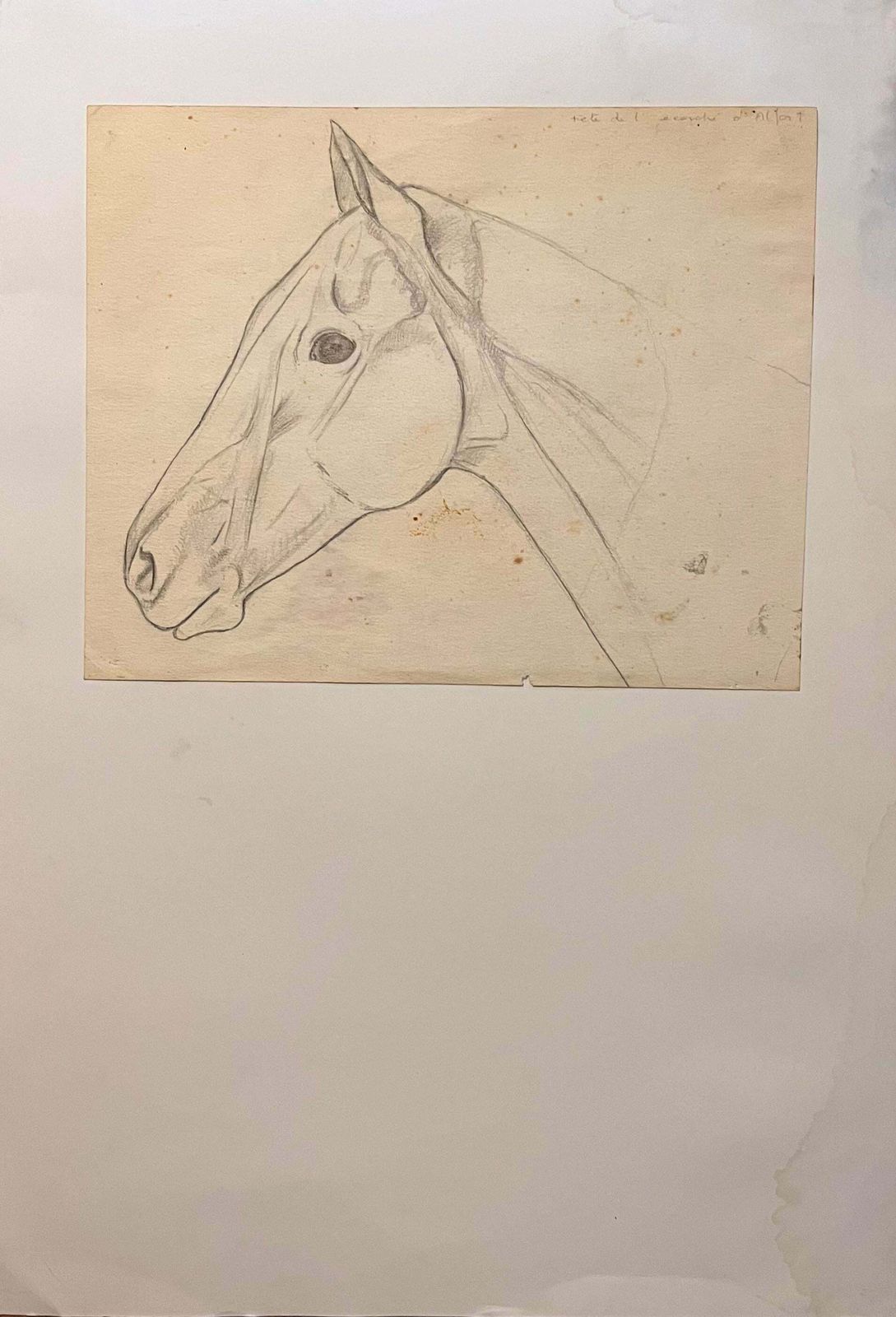Robert Ladouoriginal French Anatomical Pencil Study Of Horse's Head20th Century