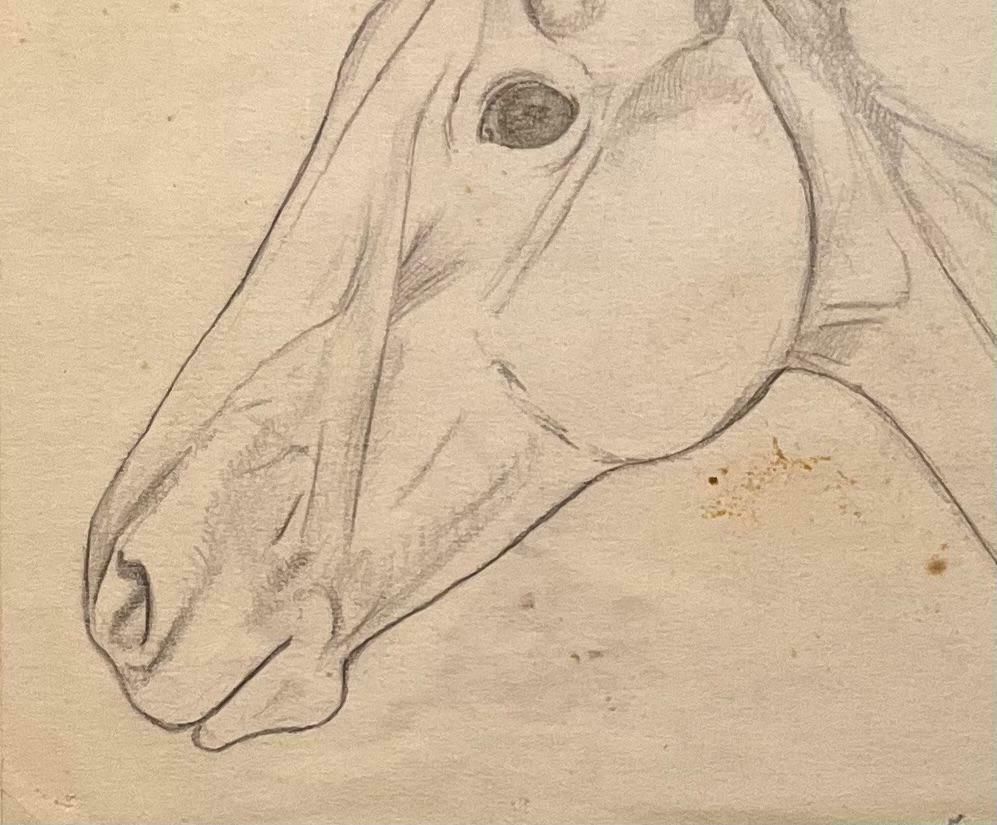 Robert Ladouoriginal French Anatomical Pencil Study Of Horse's Head20th Century photo for sale