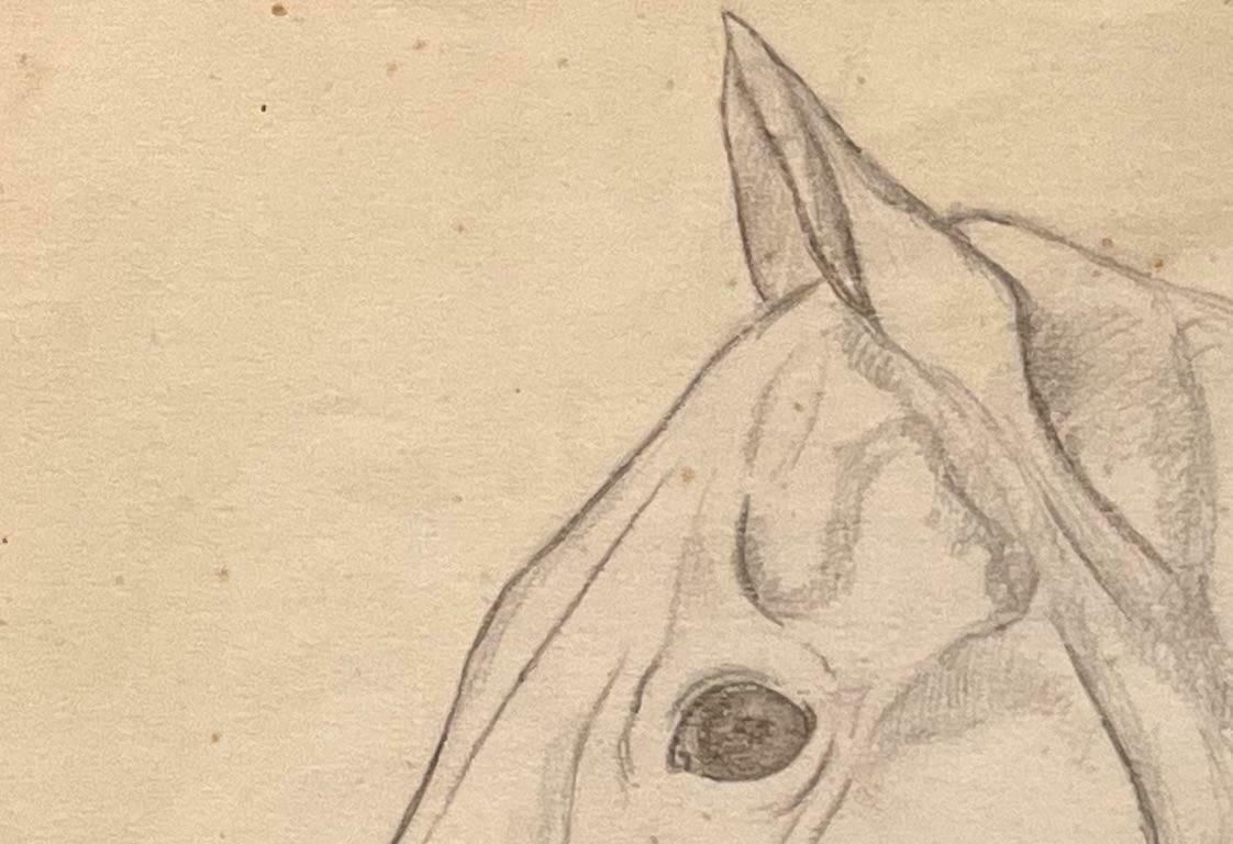 Robert Ladouoriginal French Anatomical Pencil Study Of Horse's Head20th Century photo 485.0