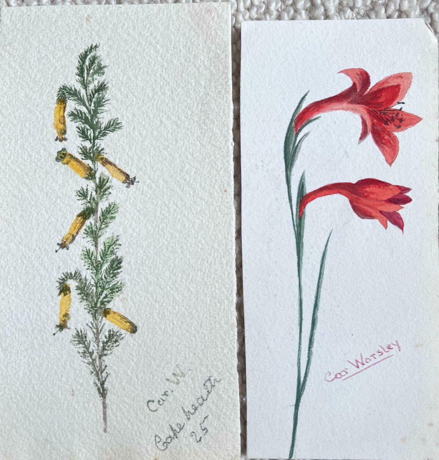 Caroline Worsleyset Of Two Fine Antique British Botanical Paintings Yellow And Red Flowerc.1900's photo vinterior