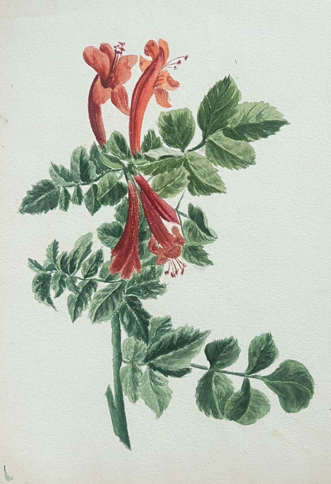 Caroline Worsleyfine Antique British Botanical Painting Red Honey Suckle Flower Green Vinesc.1900's