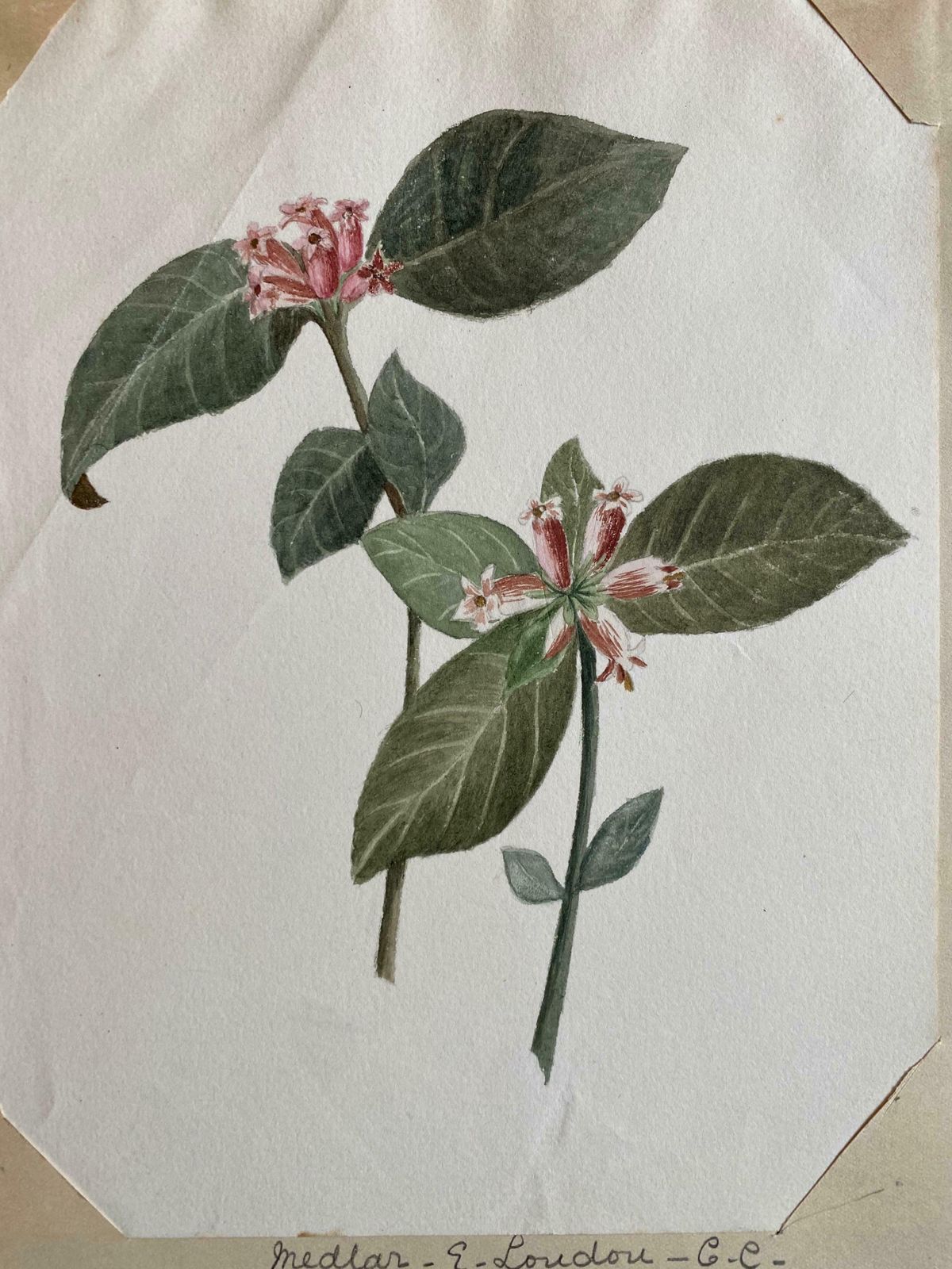 Caroline Worsleyset Of Two Fine Antique British Botannical Watercolour Paintings, Circa 1900's C.1900's photo for sale