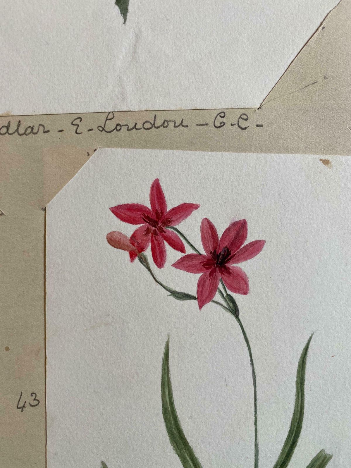 Caroline Worsleyset Of Two Fine Antique British Botannical Watercolour Paintings, Circa 1900's C.1900's photo 300.0