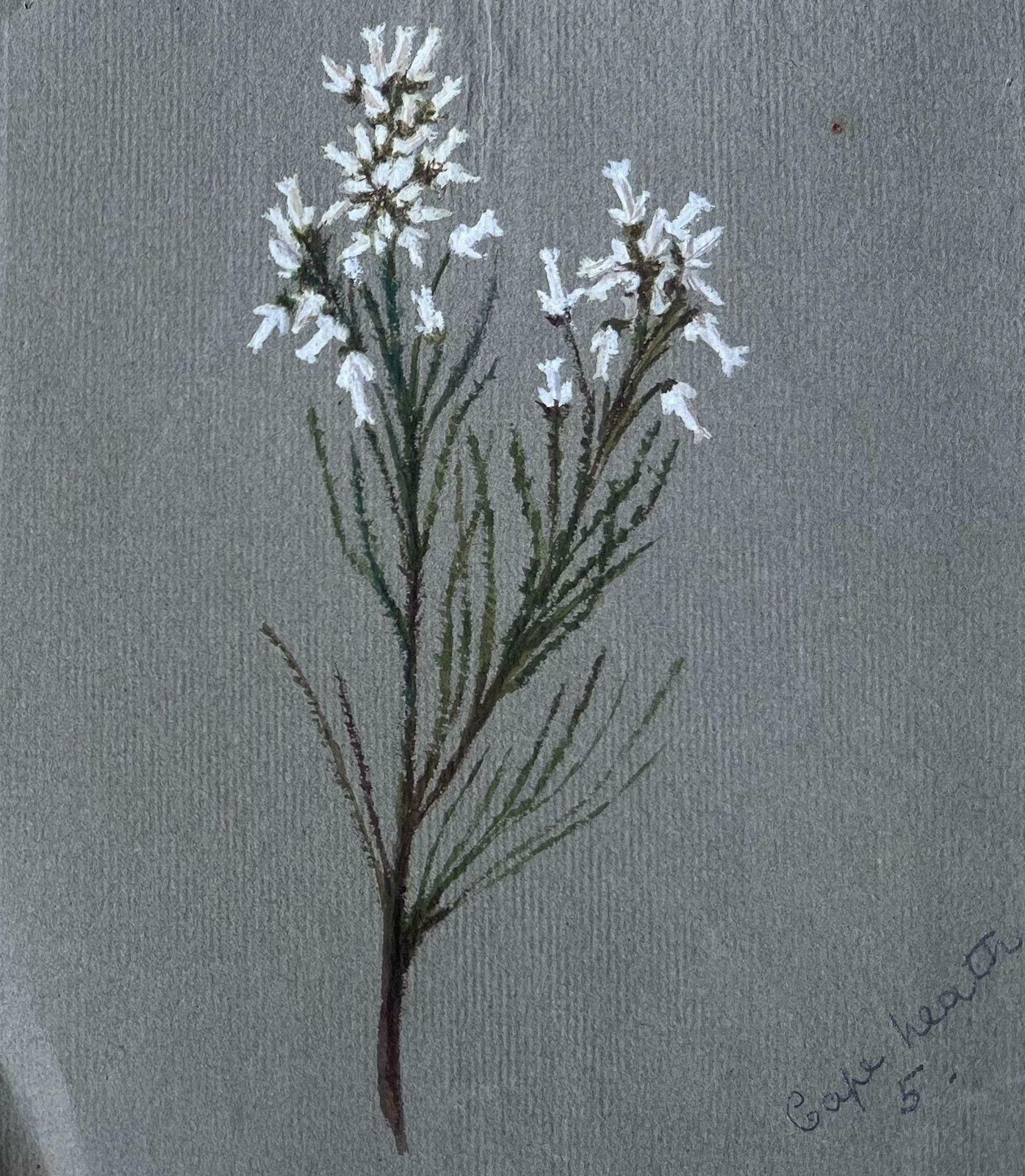 Caroline Worsleyset Of Two Fine Antique British Botanical Paintings Yellow And White Flowerc.1900's photo for sale