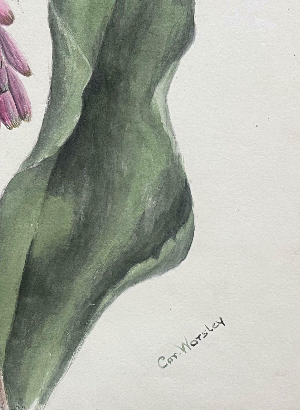 Caroline Worsleyfine Antique British Botanical Painting Pink Veltheimia Capensis Flower C.1900's photo furniture