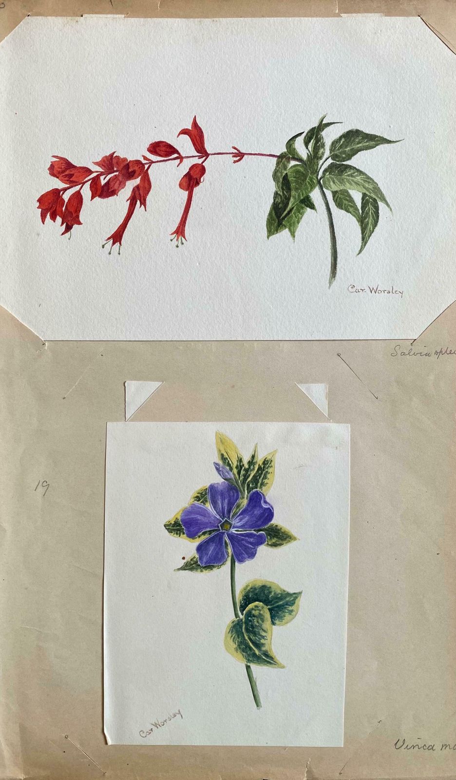 Caroline Worsleyset Of Two Fine Antique British Botannical Watercolour Paintings, Circa 1900's C.1900's