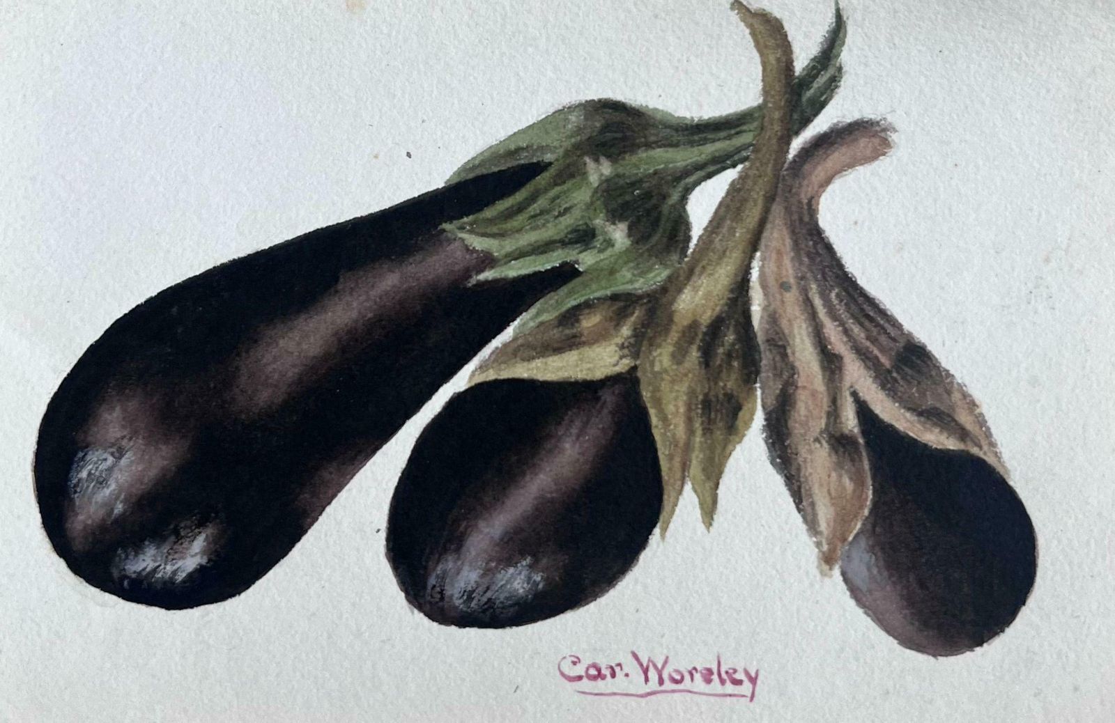 Caroline Worsleythree Egg Plants Vegetable Fine Antique British Paintingc.1900's photo Art