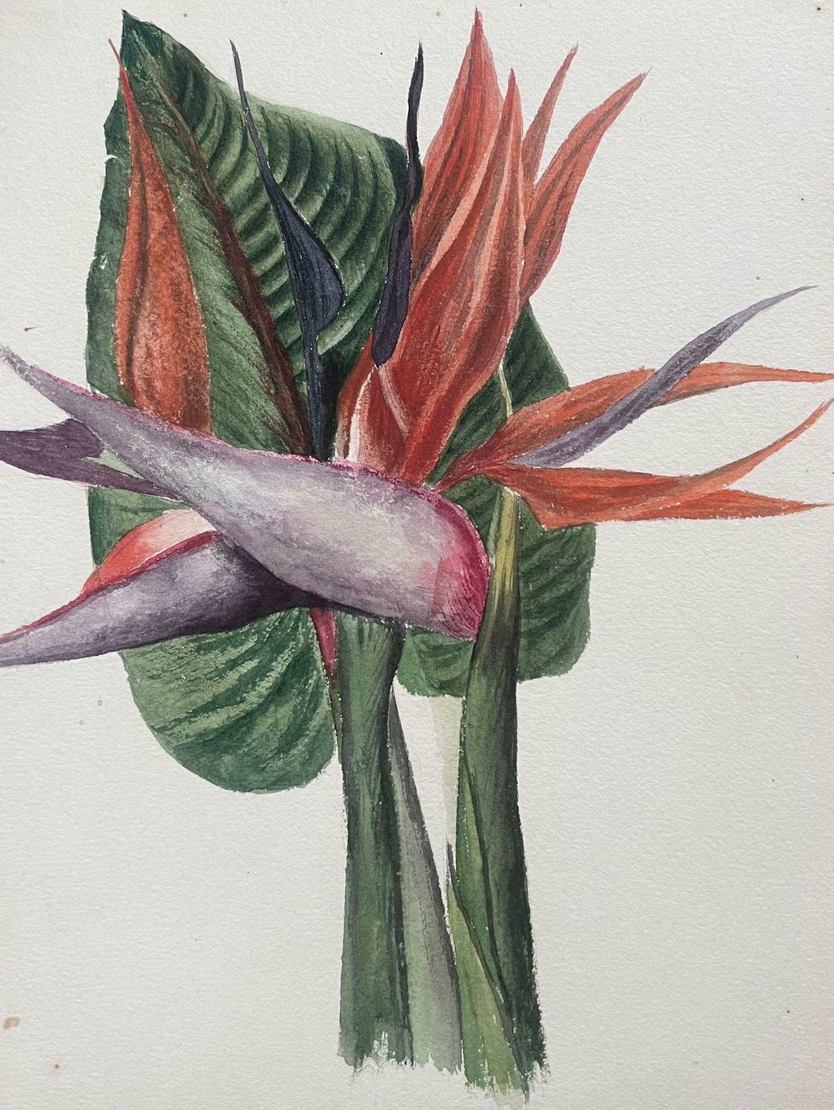 Caroline Worsleyfine Antique British Botanical Painting Birds Of Paradise Flowerc.1900's