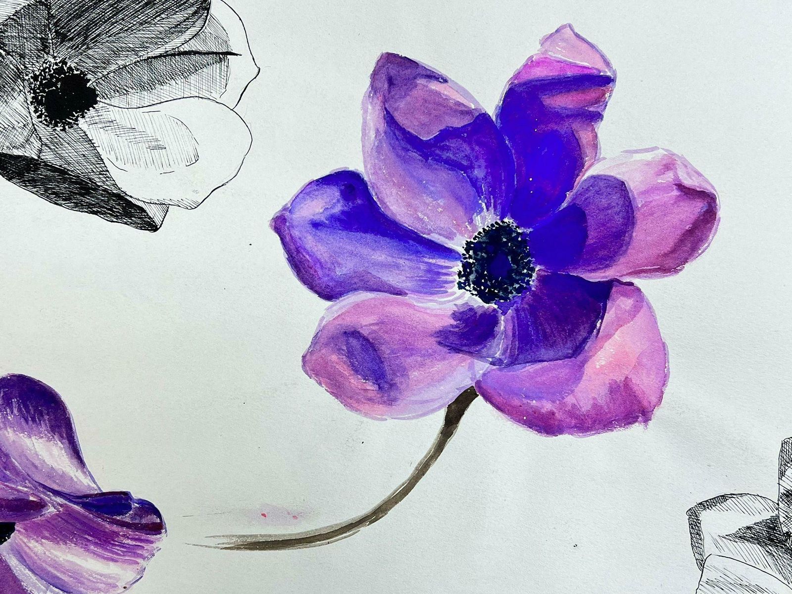 Josine Vignonmid Century French Illustration Sketch Of A Vibrant Purple Peony Flower1960's photo Art