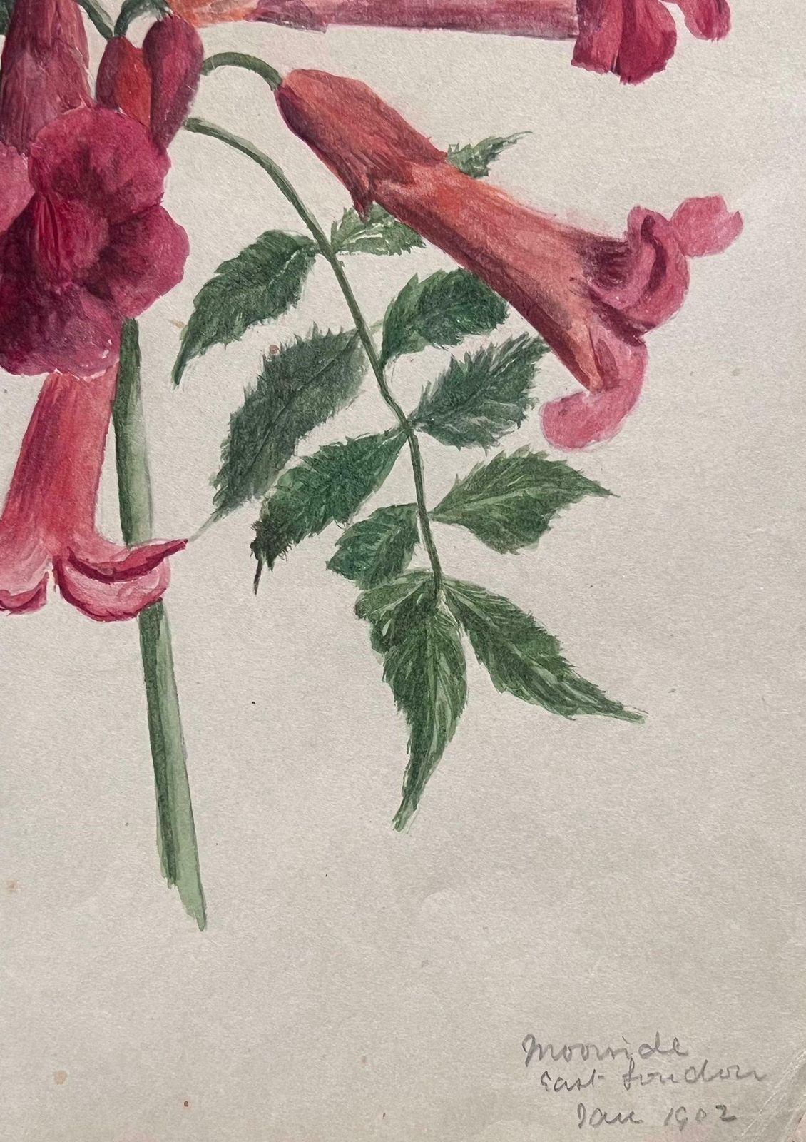Caroline Worsleyfine Antique British Botanical Painting Red Brugmansia 'Angels Trumpet' Flowerc.1900's photo Art