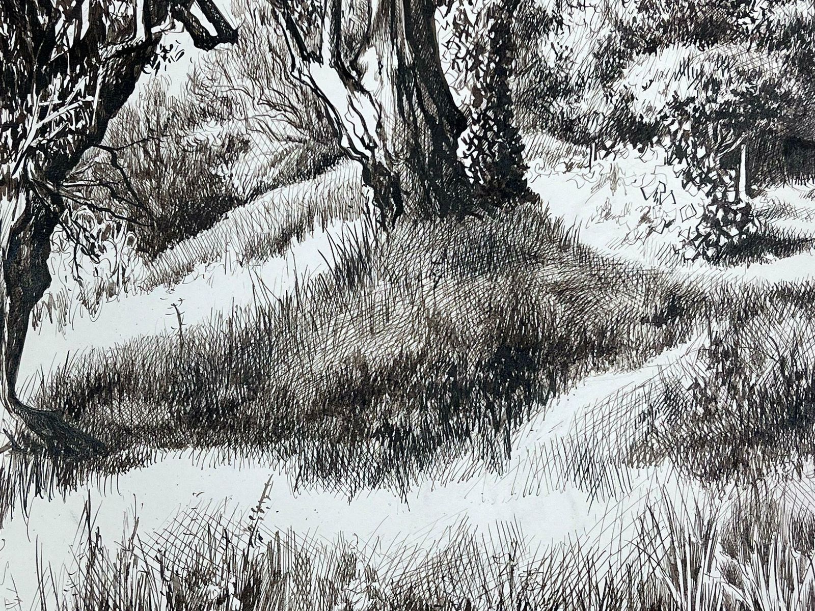 Josine Vignon1950s Black & White Ink Drawing Olive Tree Renoirs Garden Cagnes Sur Mer1950s photo 504.0