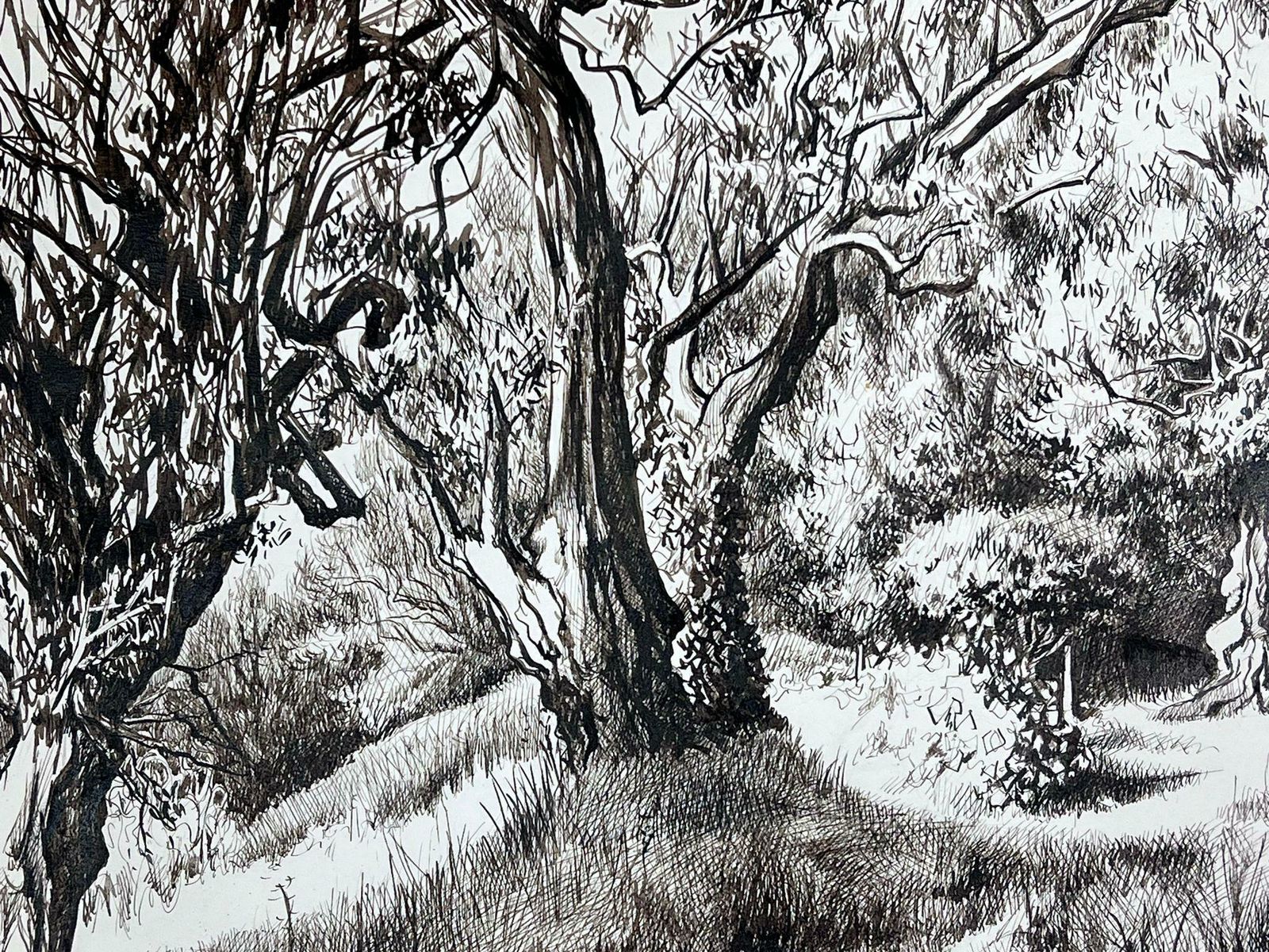 Josine Vignon1950s Black & White Ink Drawing Olive Tree Renoirs Garden Cagnes Sur Mer1950s photo vinterior