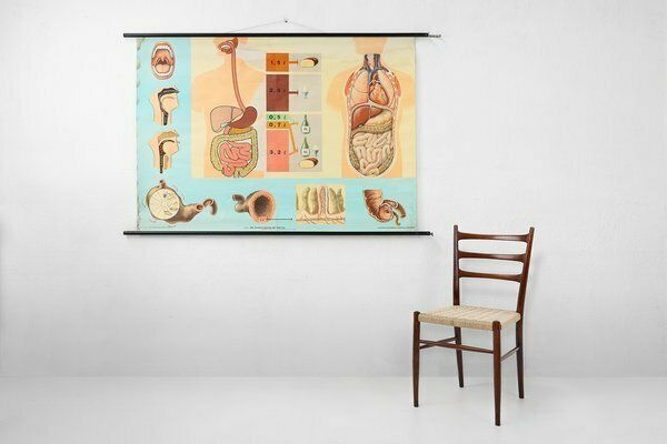 Mid Century School Map Of Digestion, Germany, 1960s photo furniture