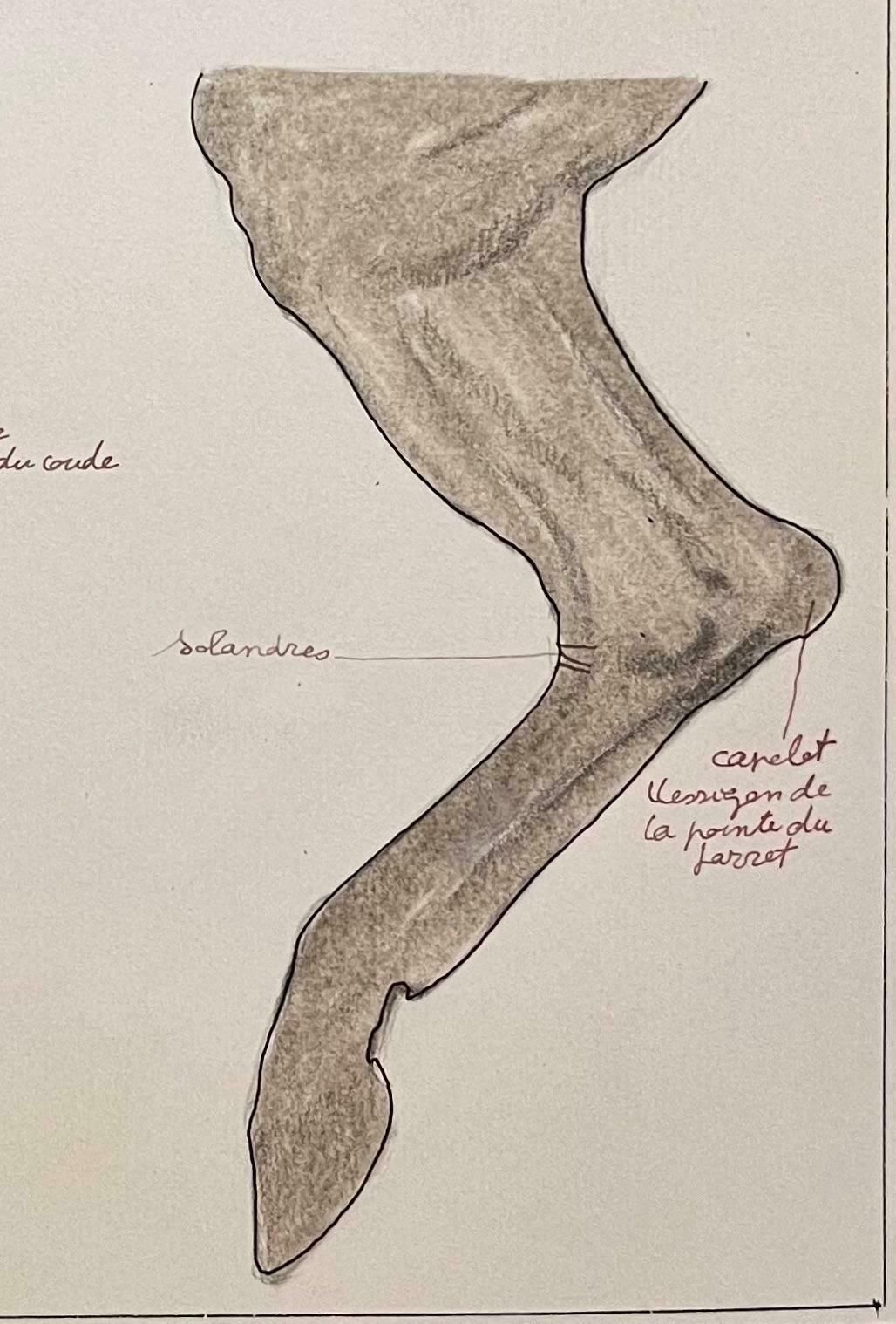 Robert Ladouanatomical Study Of Horse Legs20th Century photo vinterior