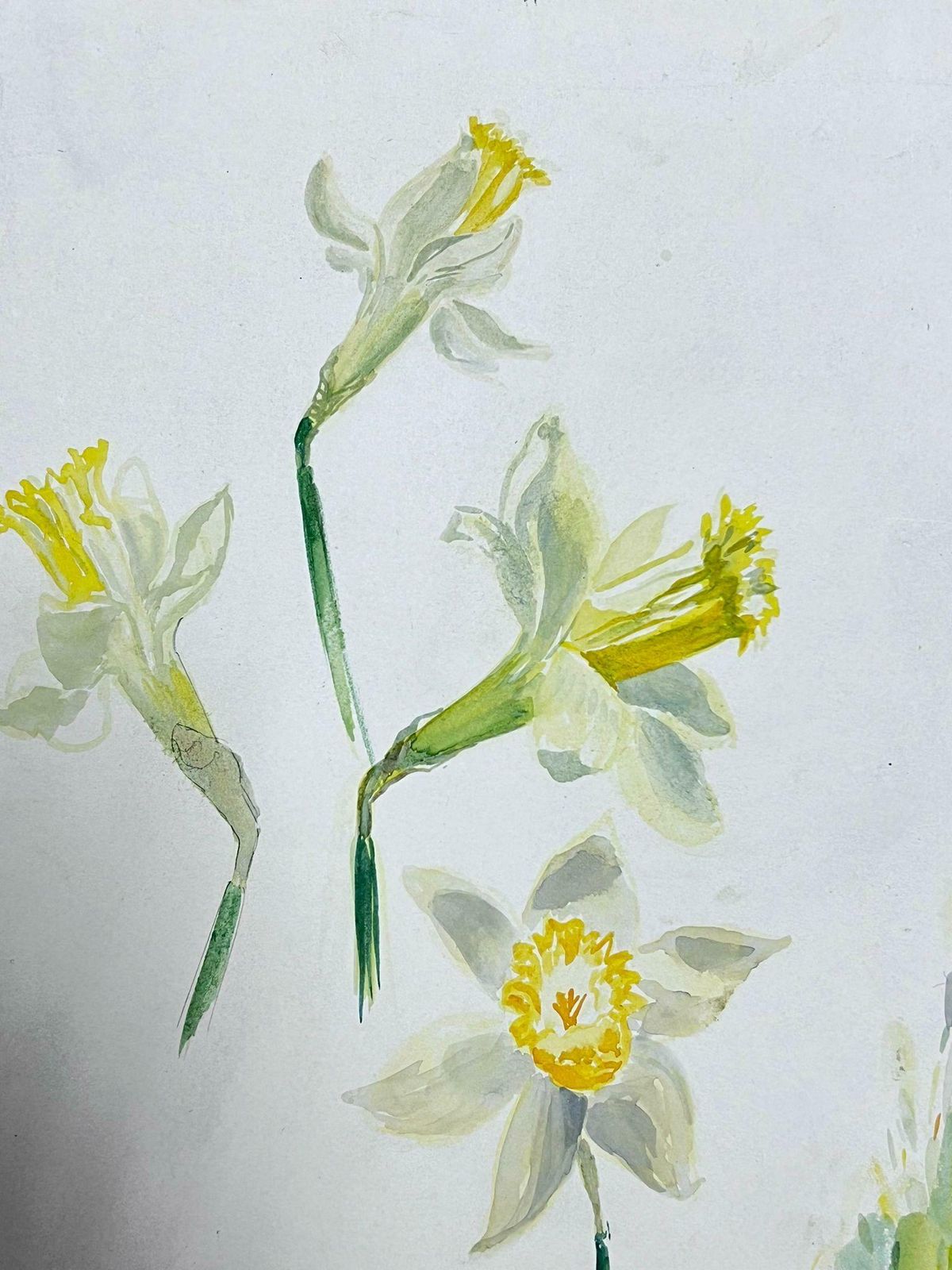 Josine Vignonmid Century French Illustration Yellow Daffodil Watercolour Sketch 1950s photo for sale