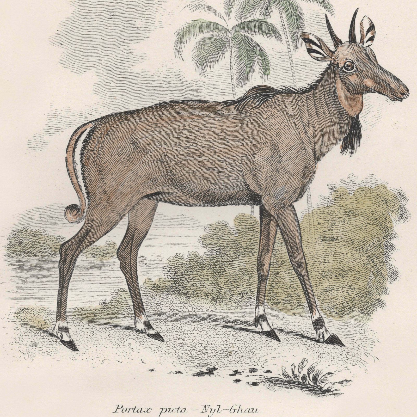 19th Century A Pair Of Ungulata Animal Pictures photo for sale