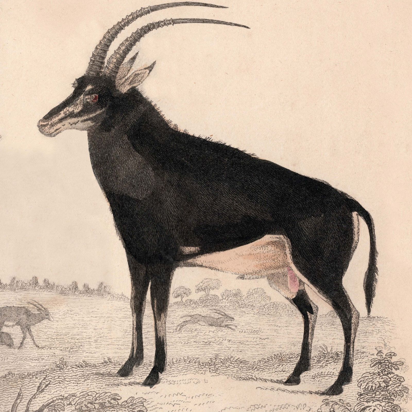19th Century Framed Antelope And Hog Pictures photo 130.0