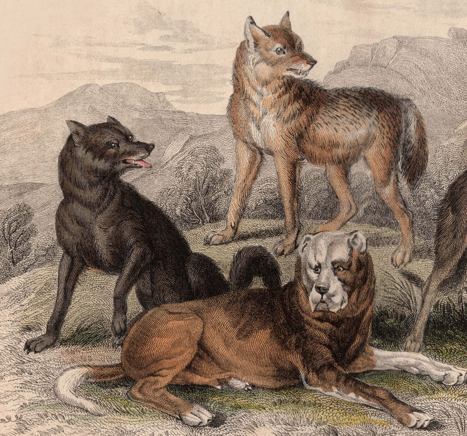 19th Century Framed Dog Engraving Pictures photo for sale
