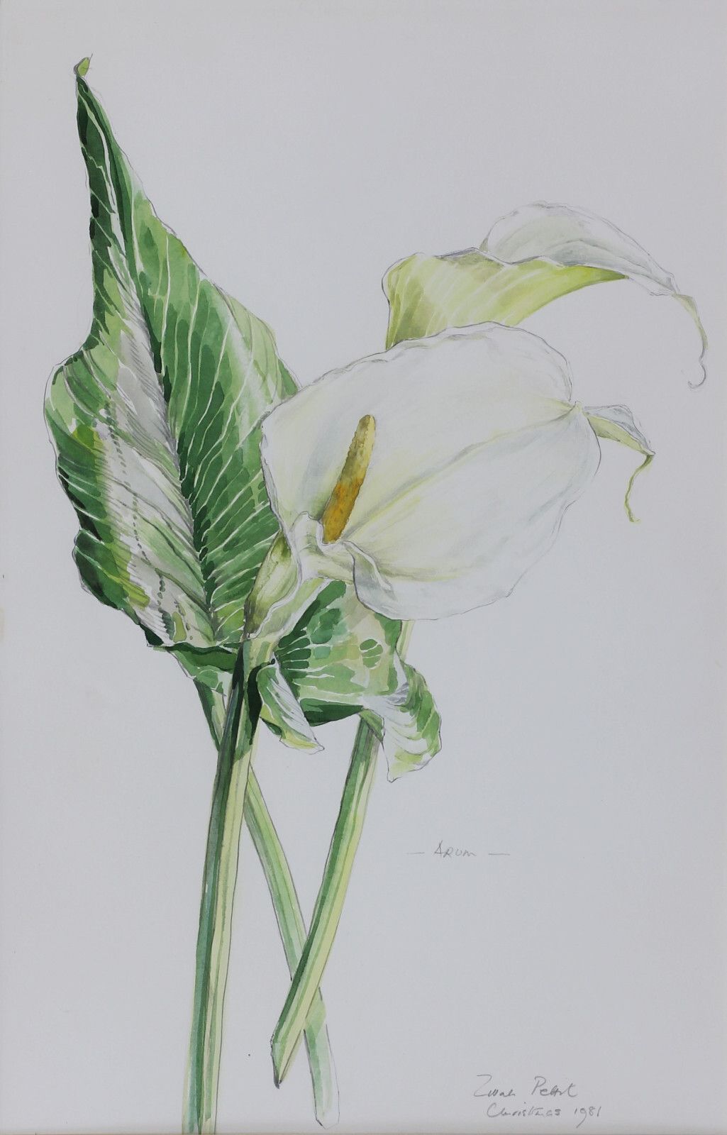 A Pair Of Watercolours By Zillah Pettit. Subject Is Flowers, Arum And Iris. photo vinterior