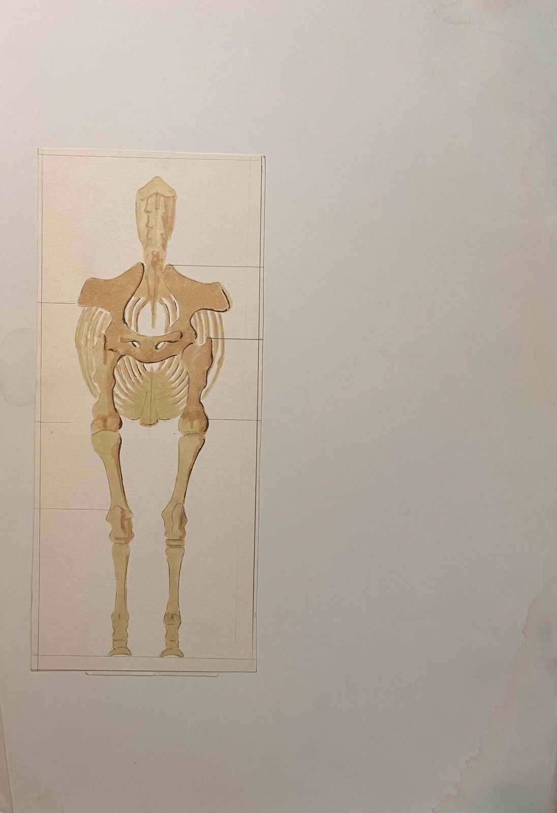 Robert Ladouoriginal French Anatomical Study Of Horse's Skeletal Structure20th Century