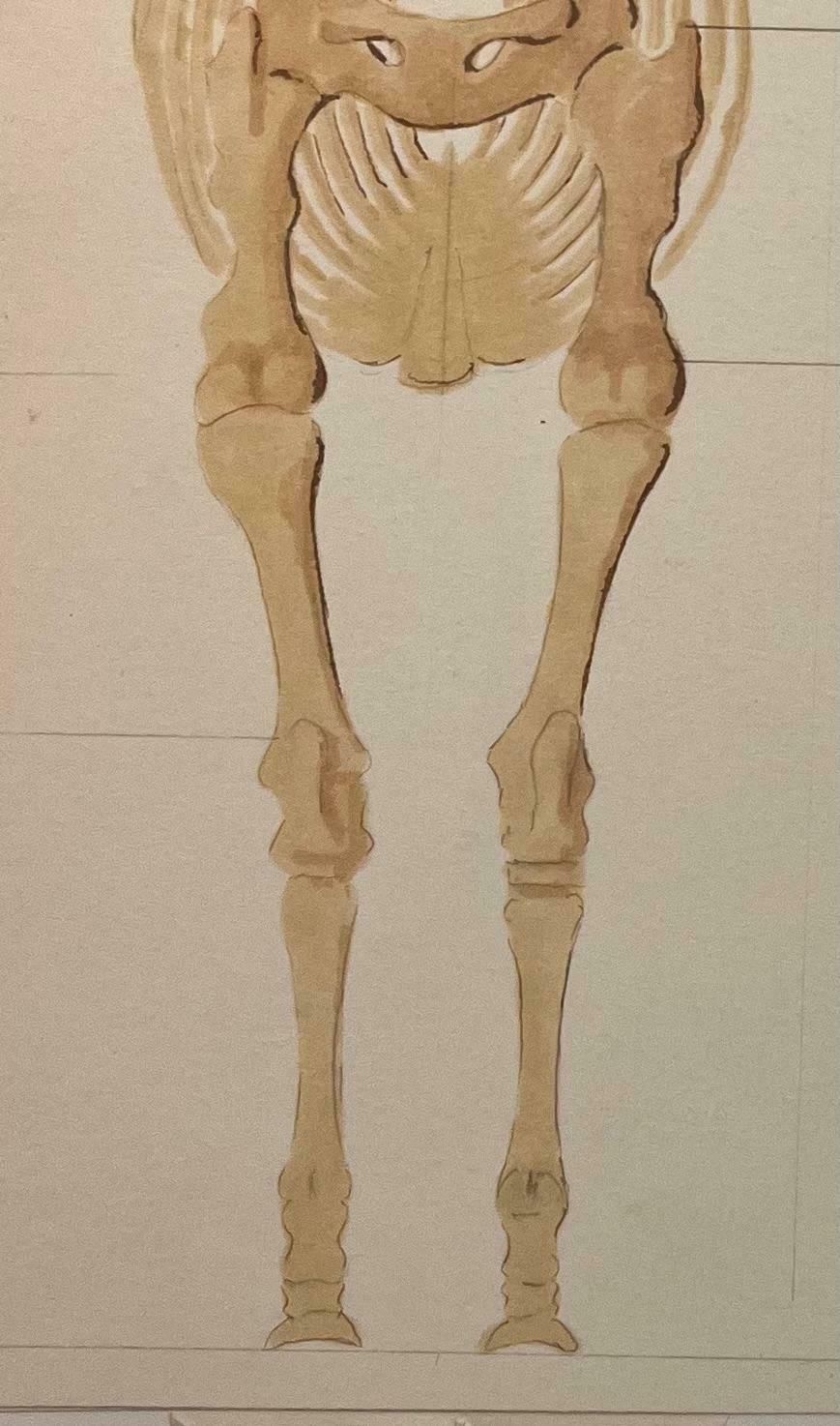 Robert Ladouoriginal French Anatomical Study Of Horse's Skeletal Structure20th Century photo 509.0