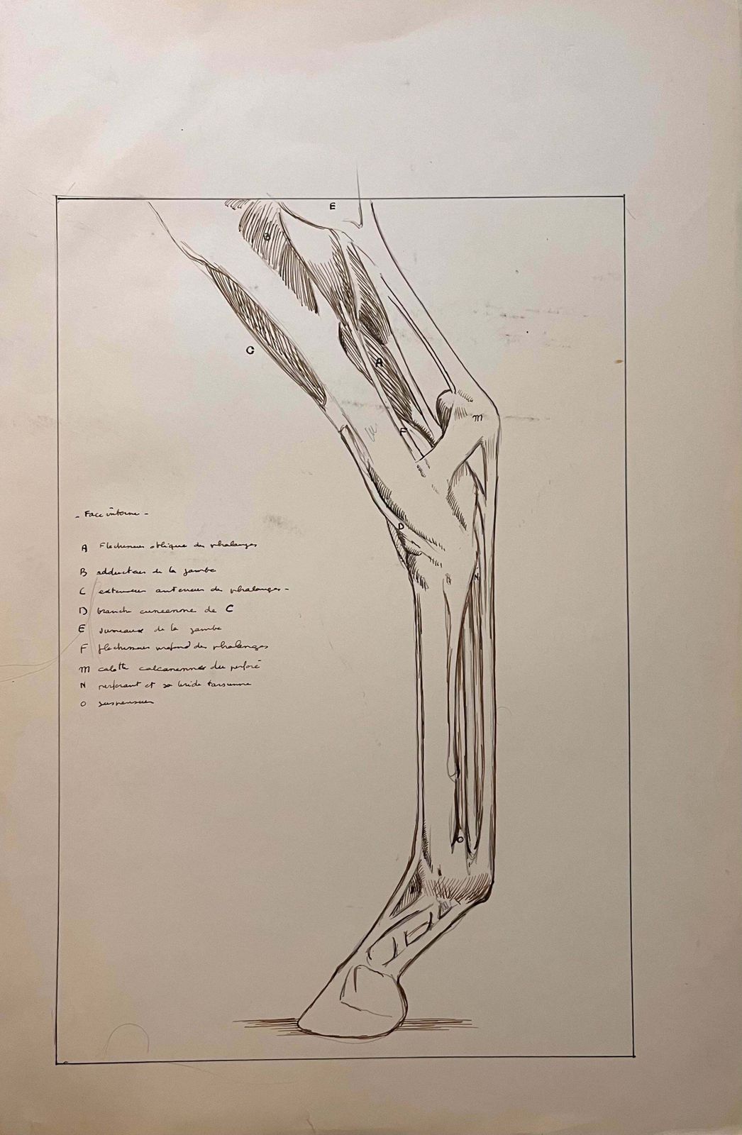 Robert Ladouoriginal French Anatomical Study Of A Horse's Leg20th Century